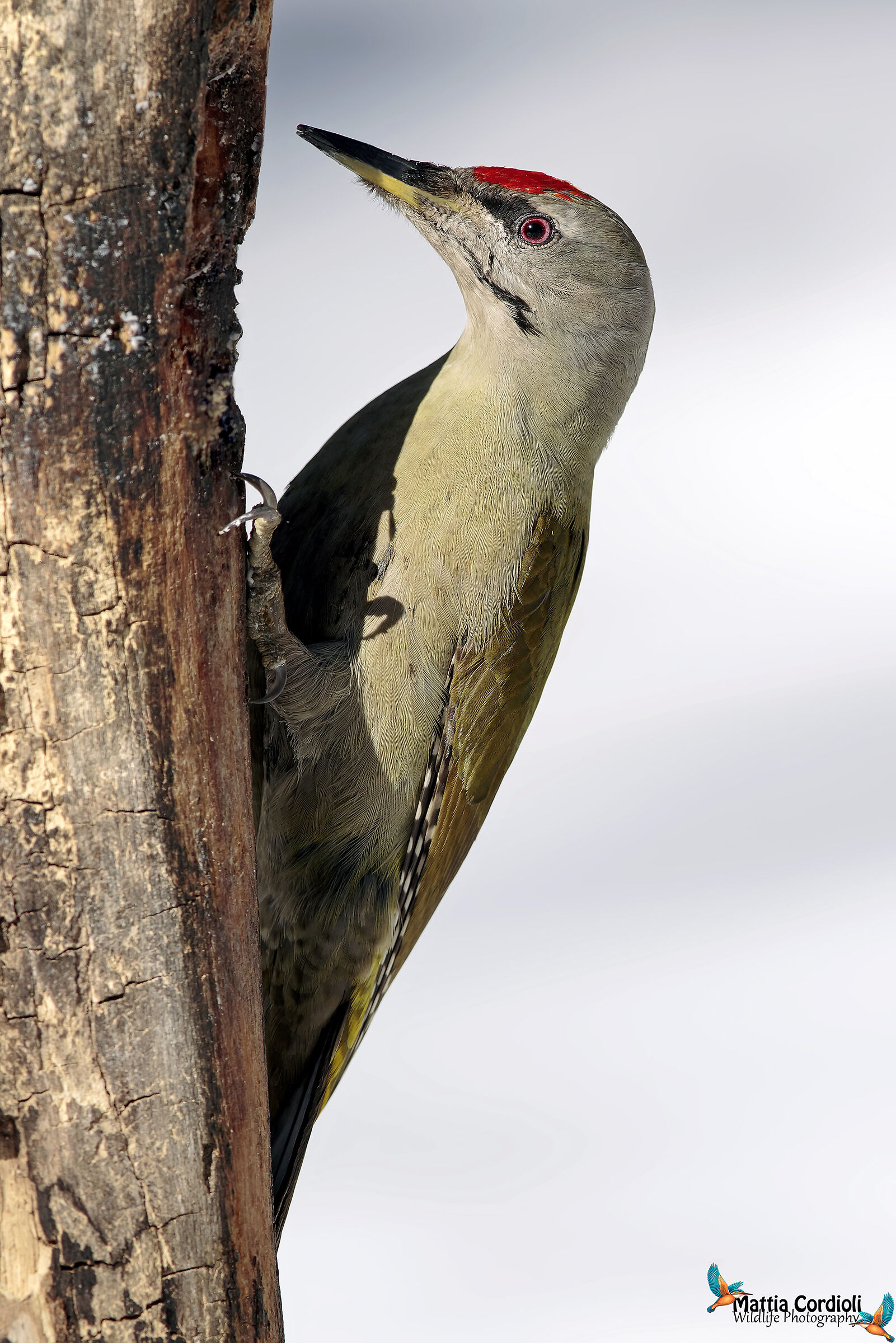Grey Woodpeckers...