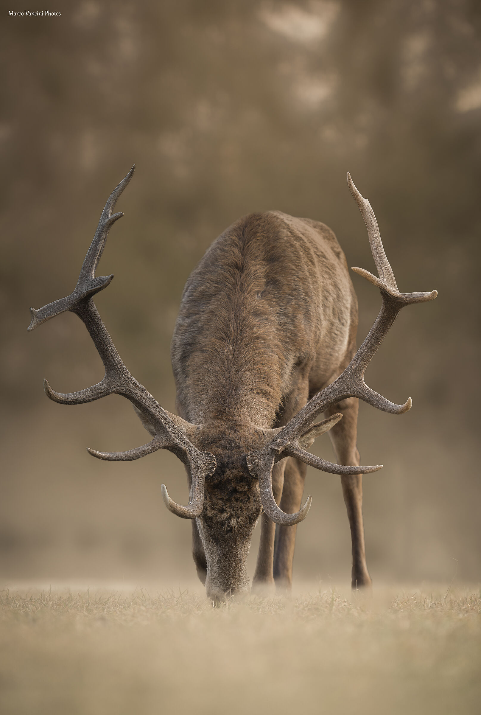 Majestic Noble Deer ...