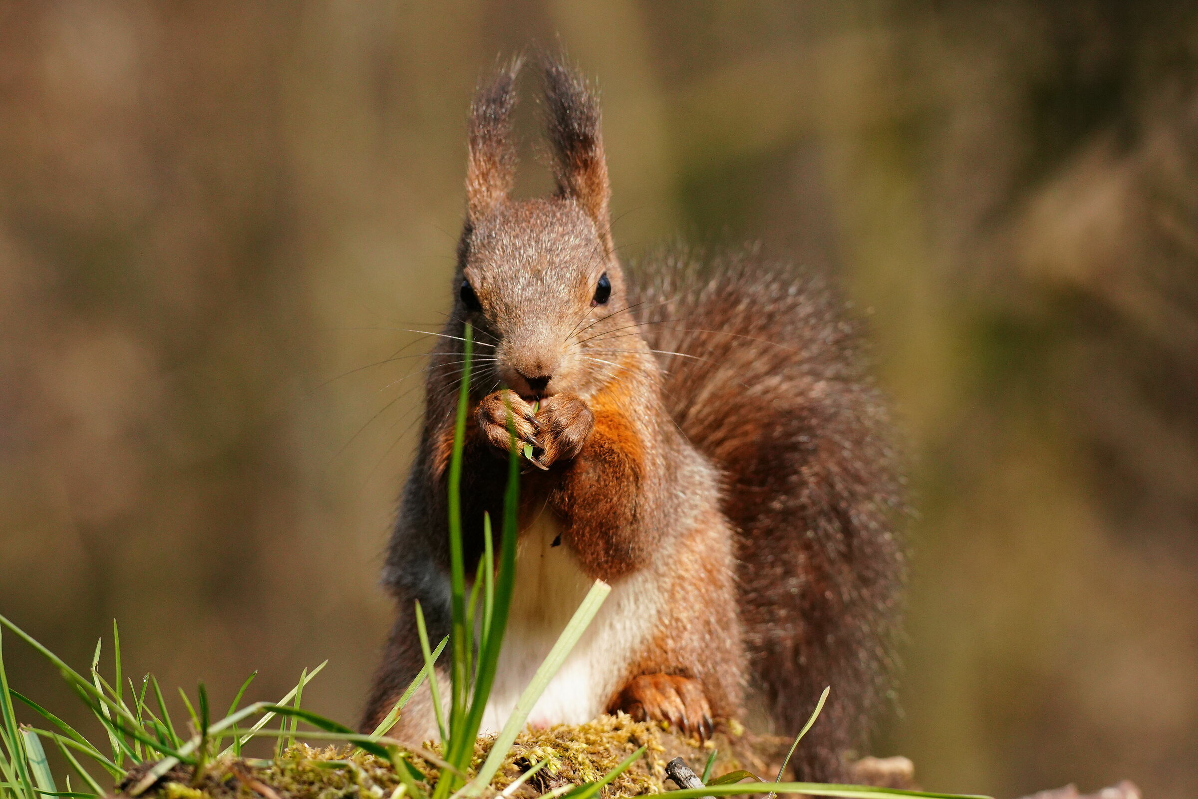 Squirrel eating grass blade......