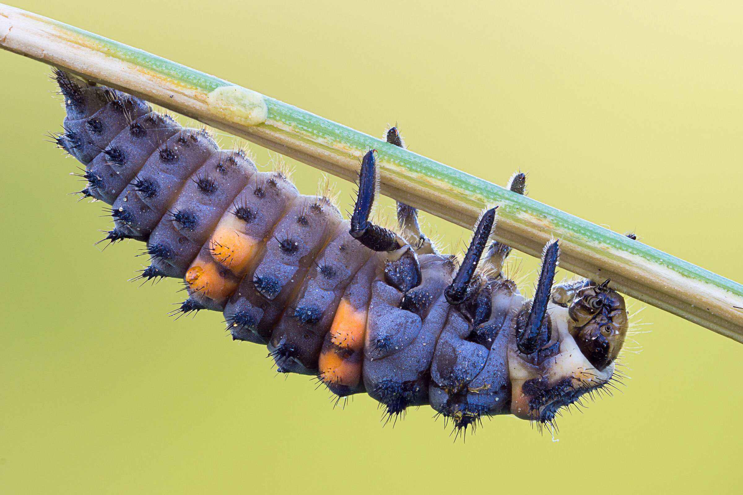 Coccinella larva...