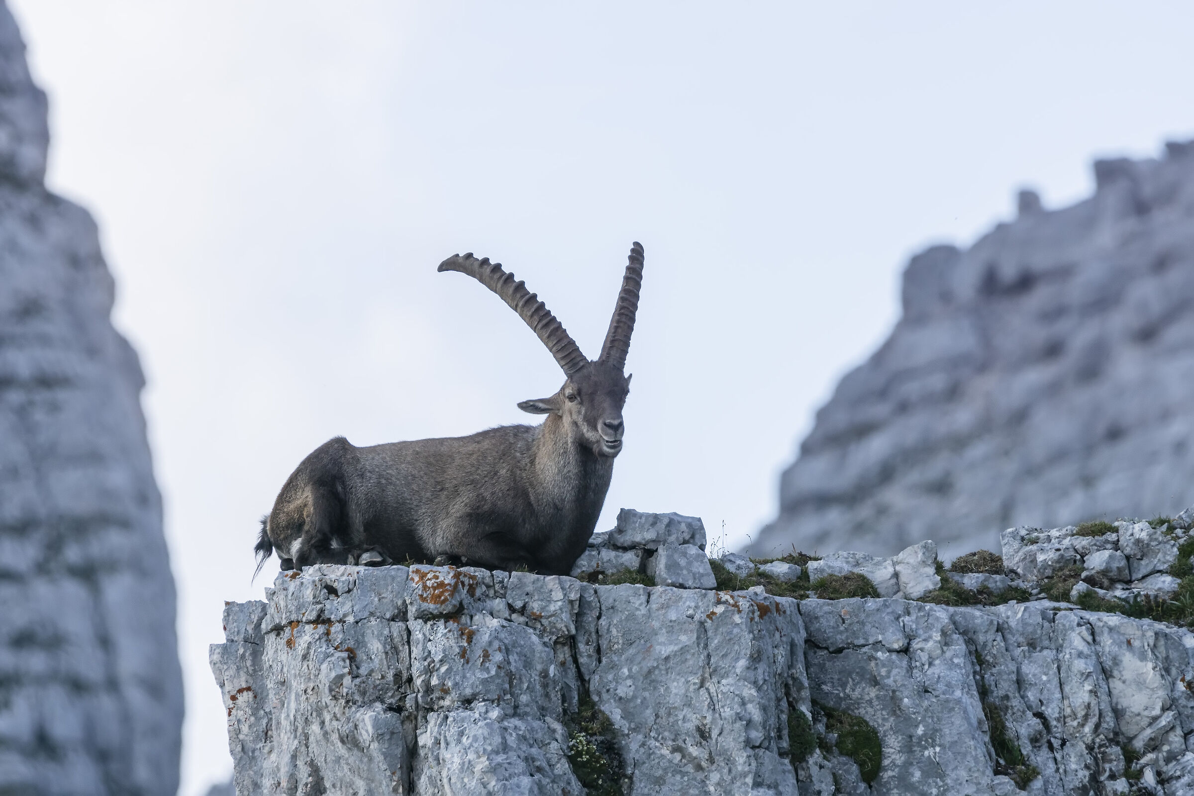 Ibex in Relax...