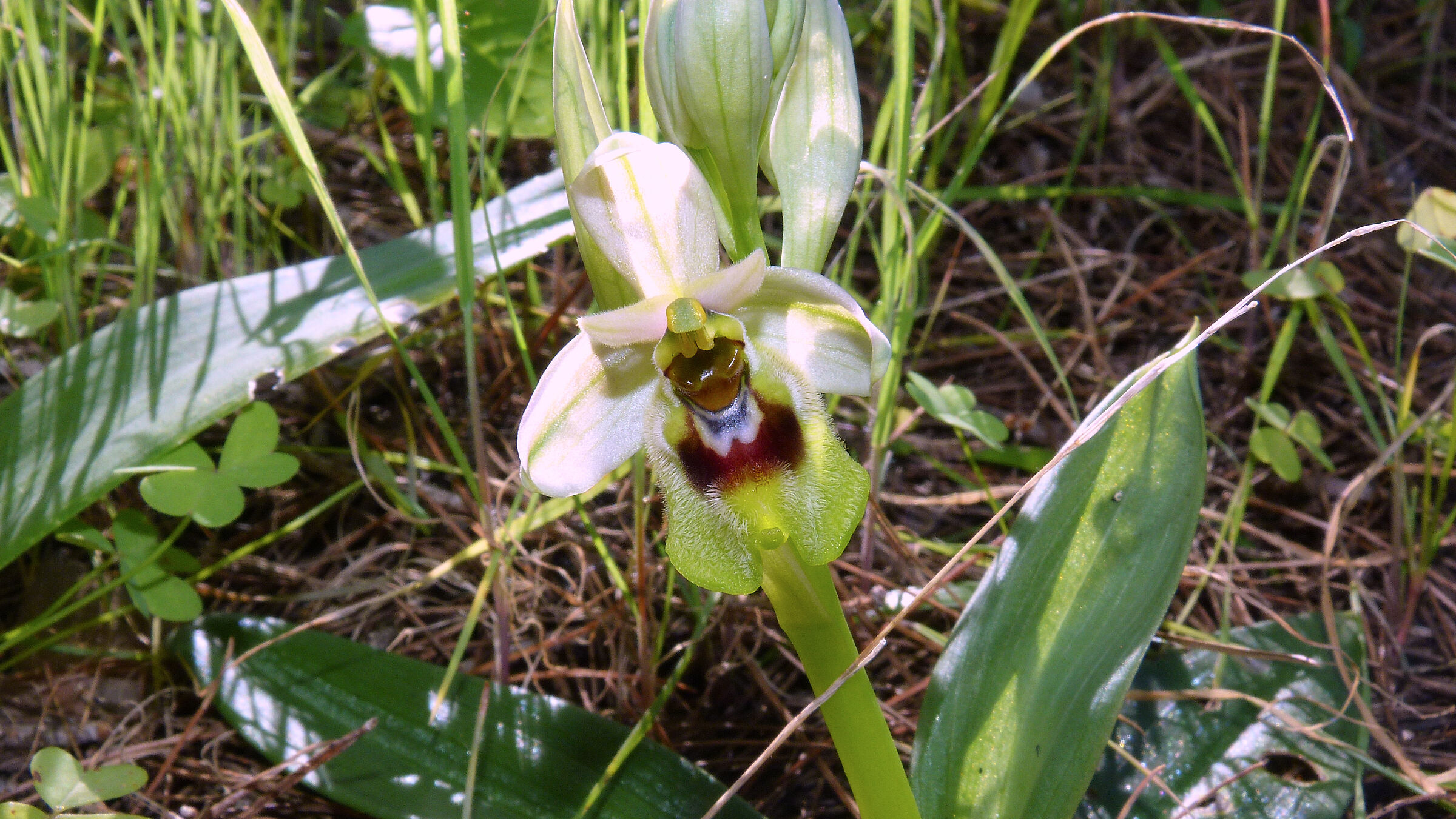 Ophrys Ophrys...