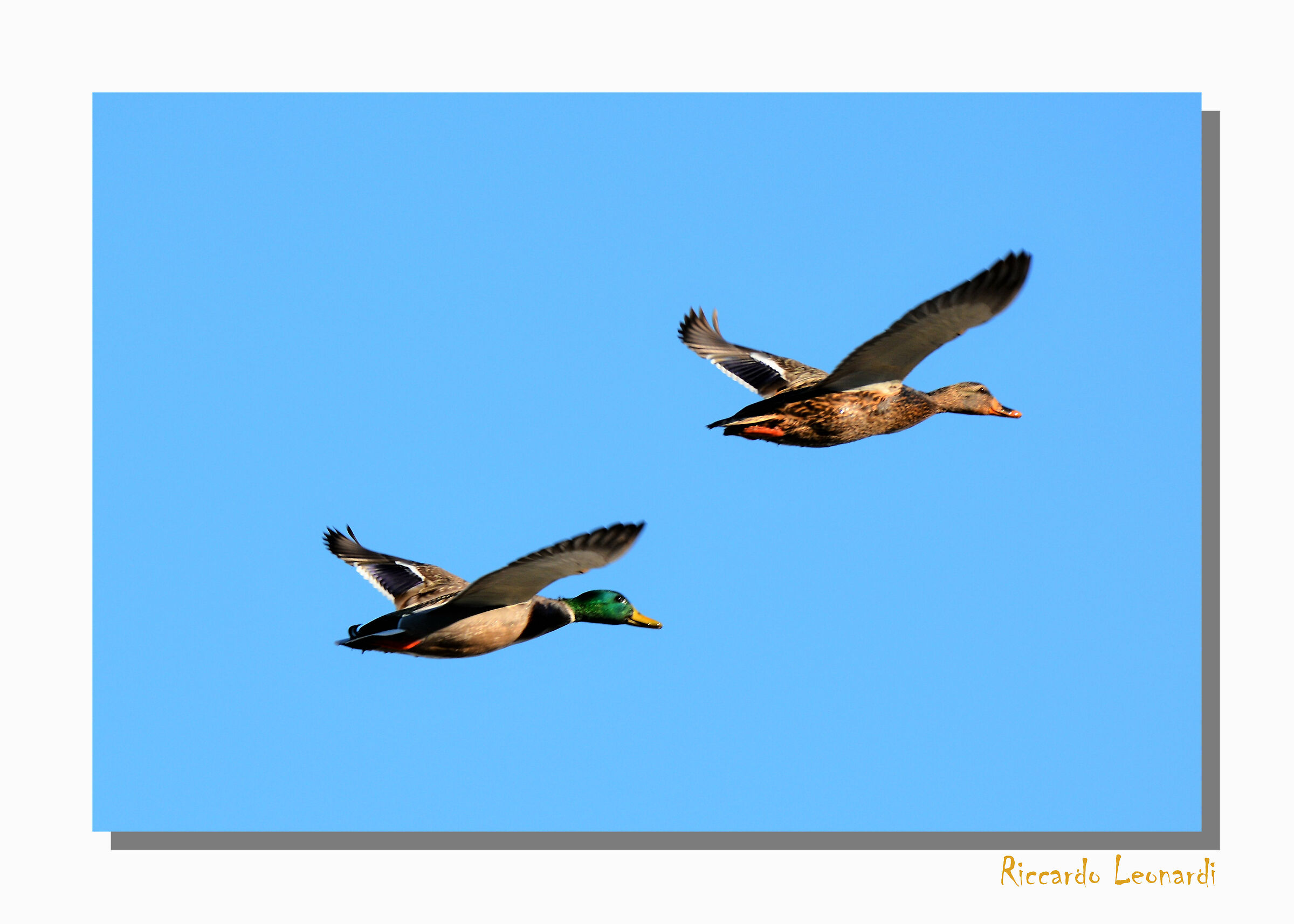 Synchronized flight...