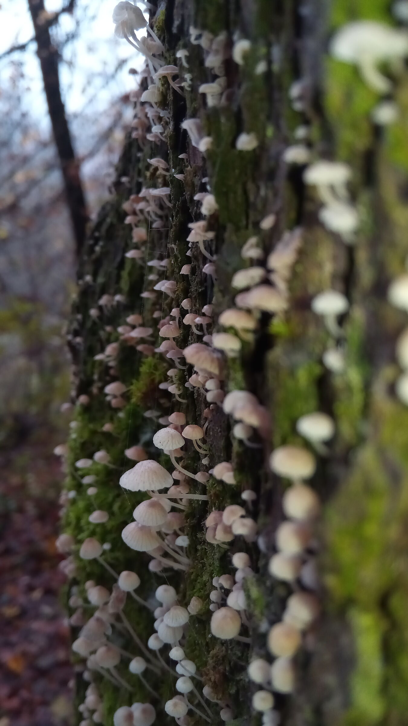 Mushroom World...