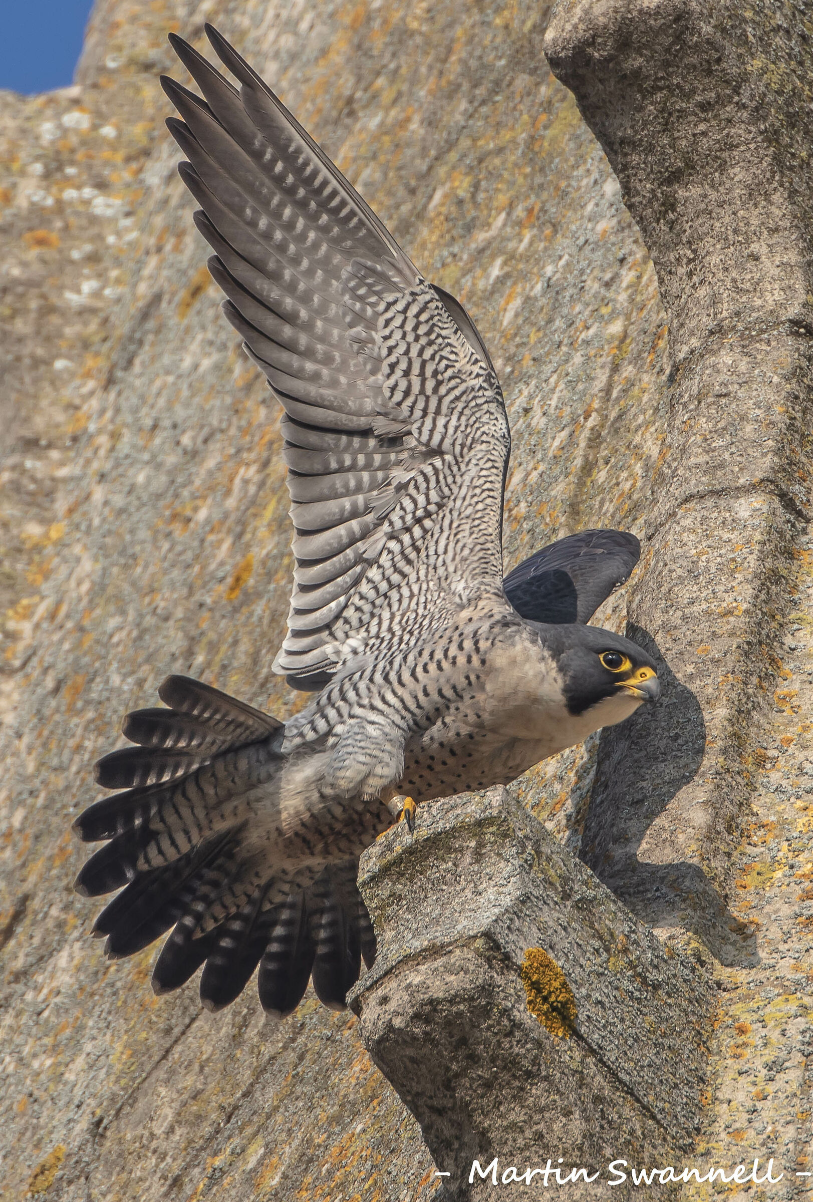 Peregrine...