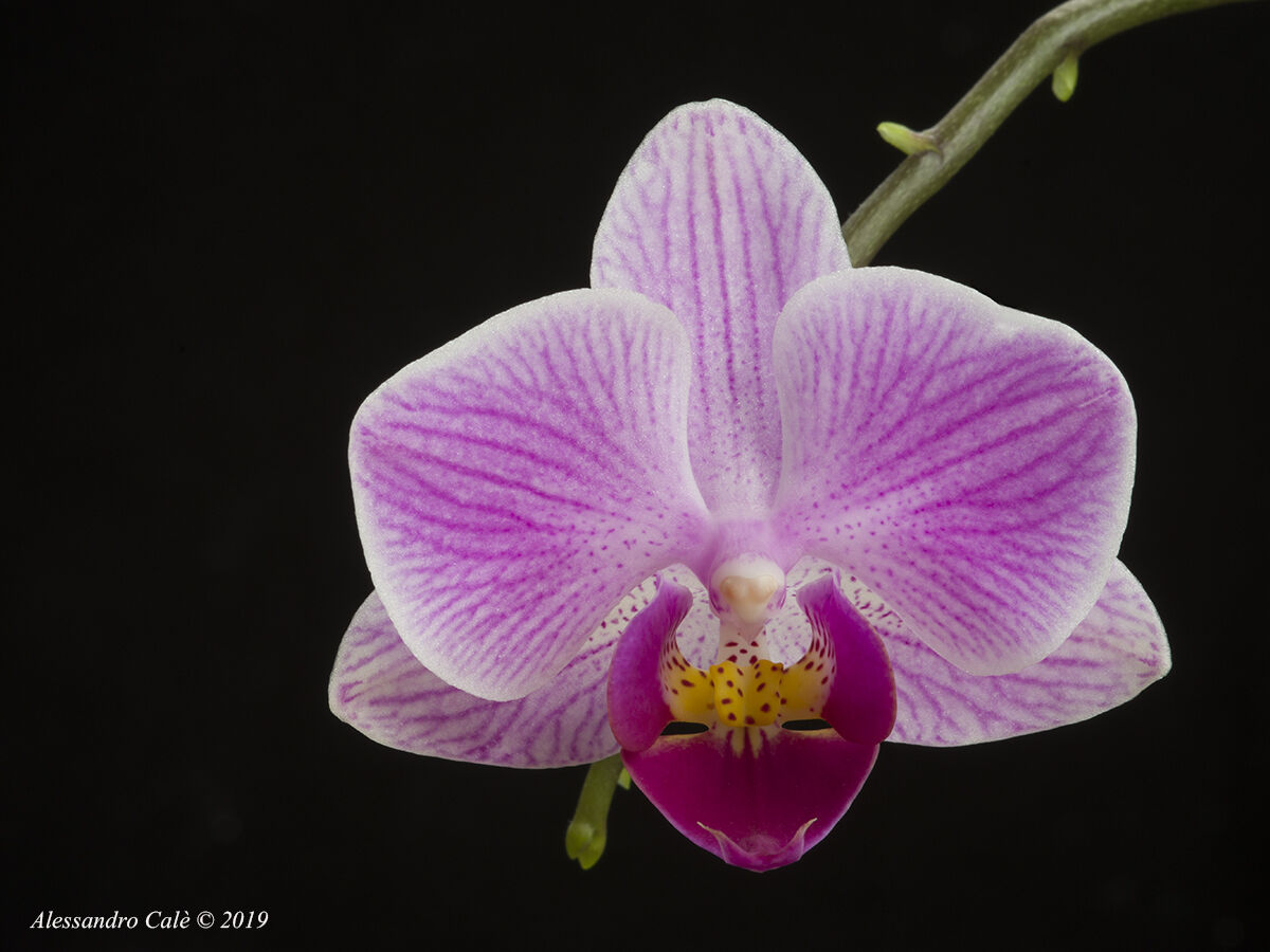 Orchidea solitaria 7263...