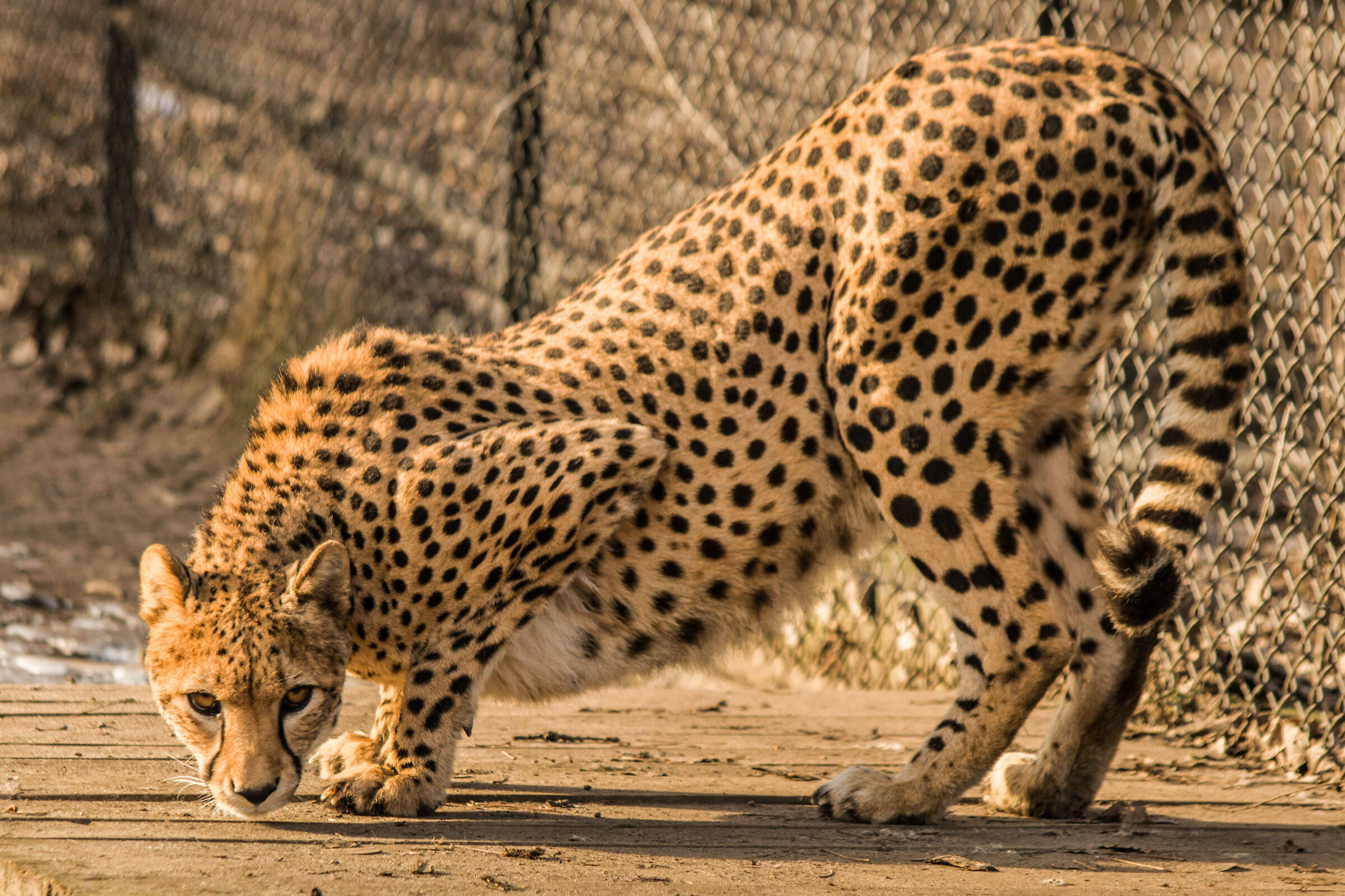 Cheetah, Warsaw Zoo...