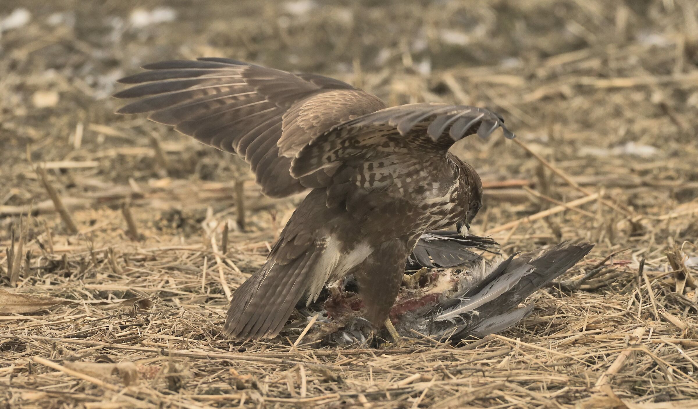 Buzzard struggling with the remnants of a Cinerino heron...
