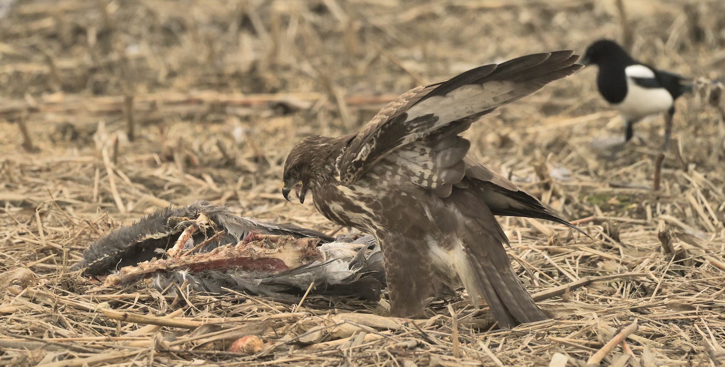 Buzzard struggling with the remnants of a Cinerino heron...