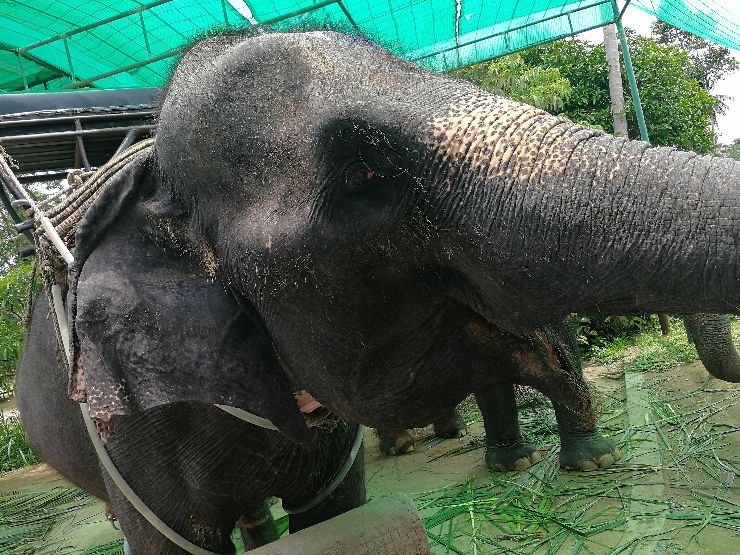 Eyes that know how to look.. Elephant Sanctuary Koh Samui...
