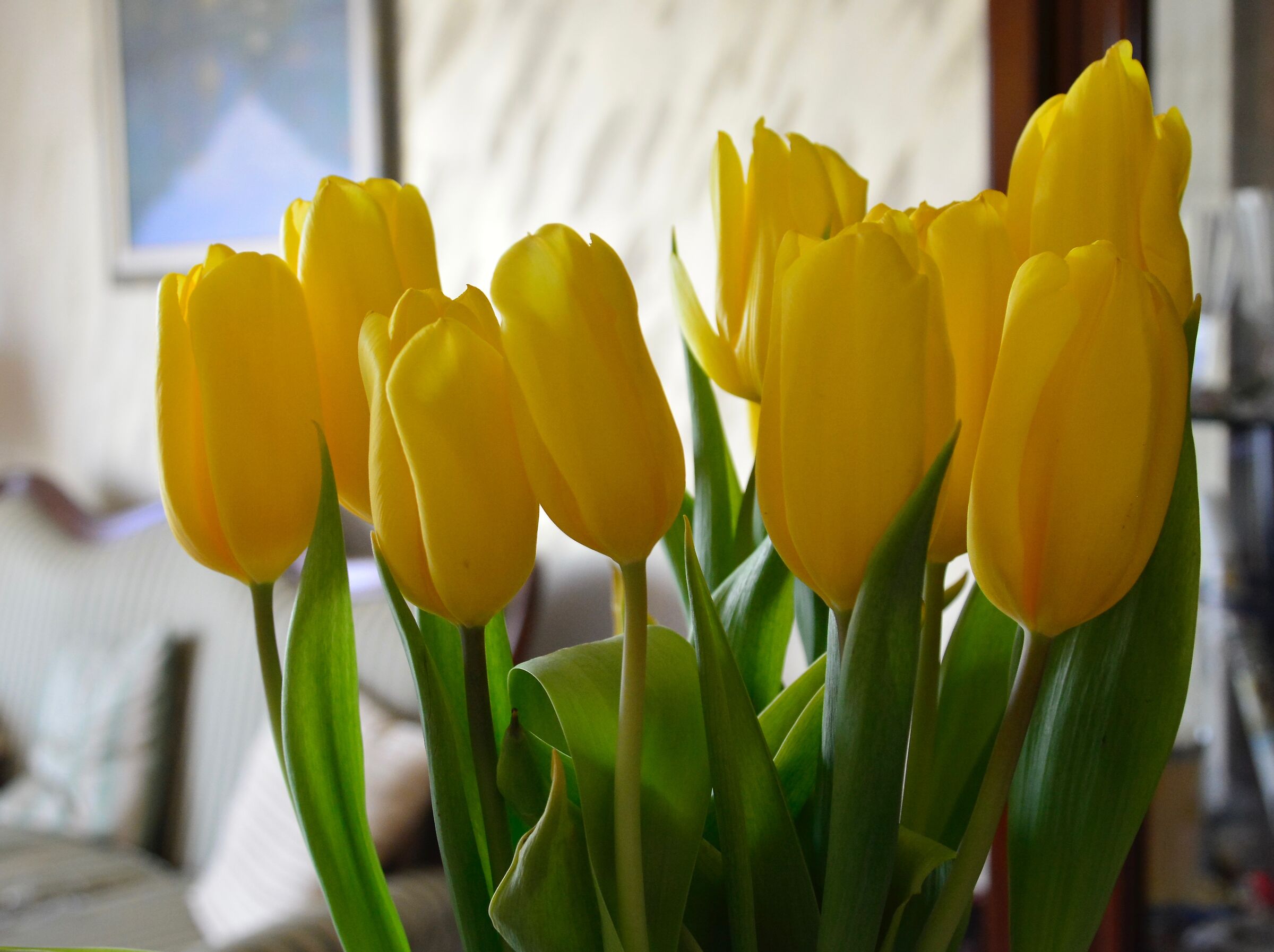 tulipani in casa...