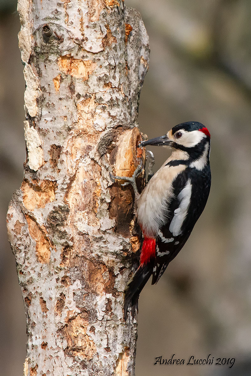 Major spotted Woodpeckers (Dendrocopos major)...