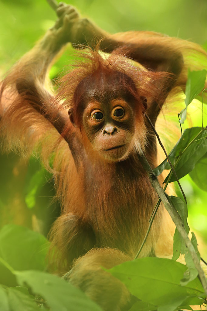Sumatra Orangutan (Pongo abelii)...