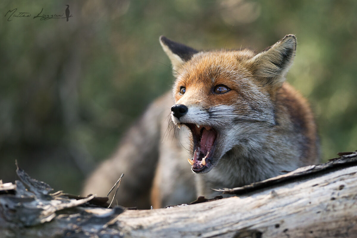 Red fox...