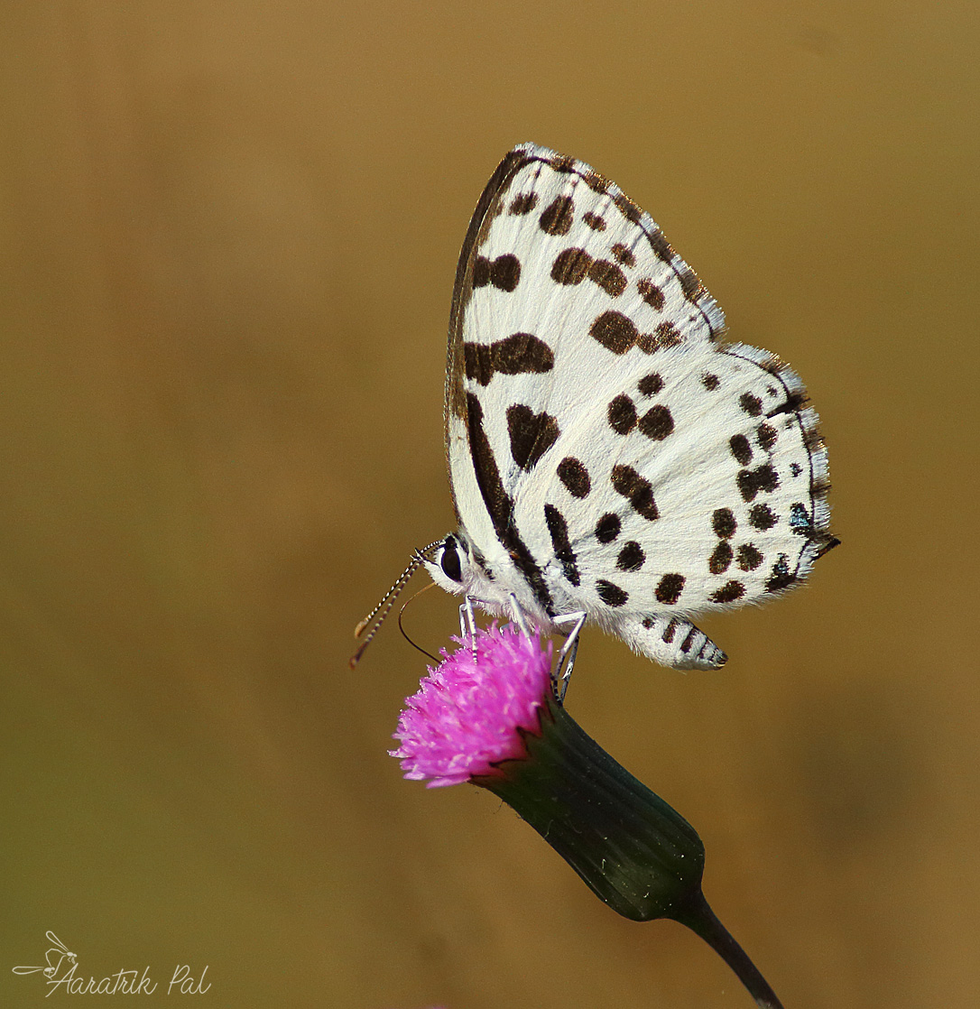 Common Pierrot Butterfly...