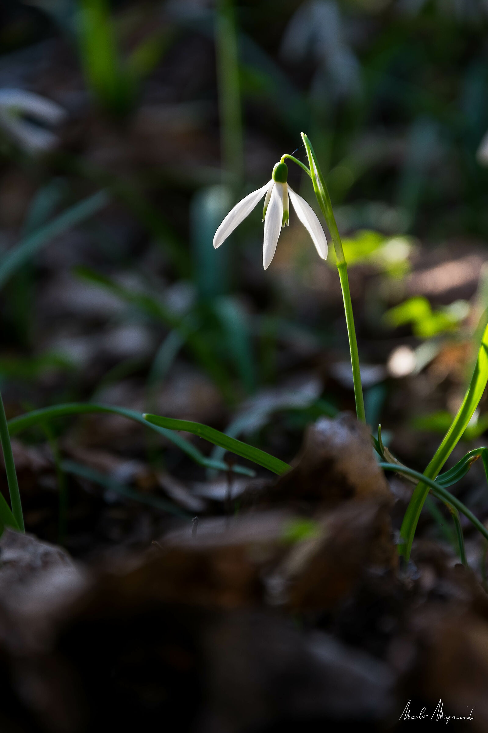 Lonely snowdrops...