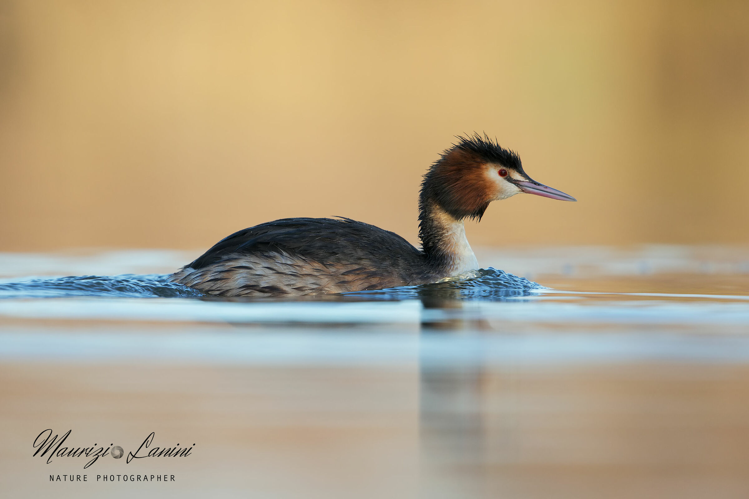 Grebe in the Golden Hour...