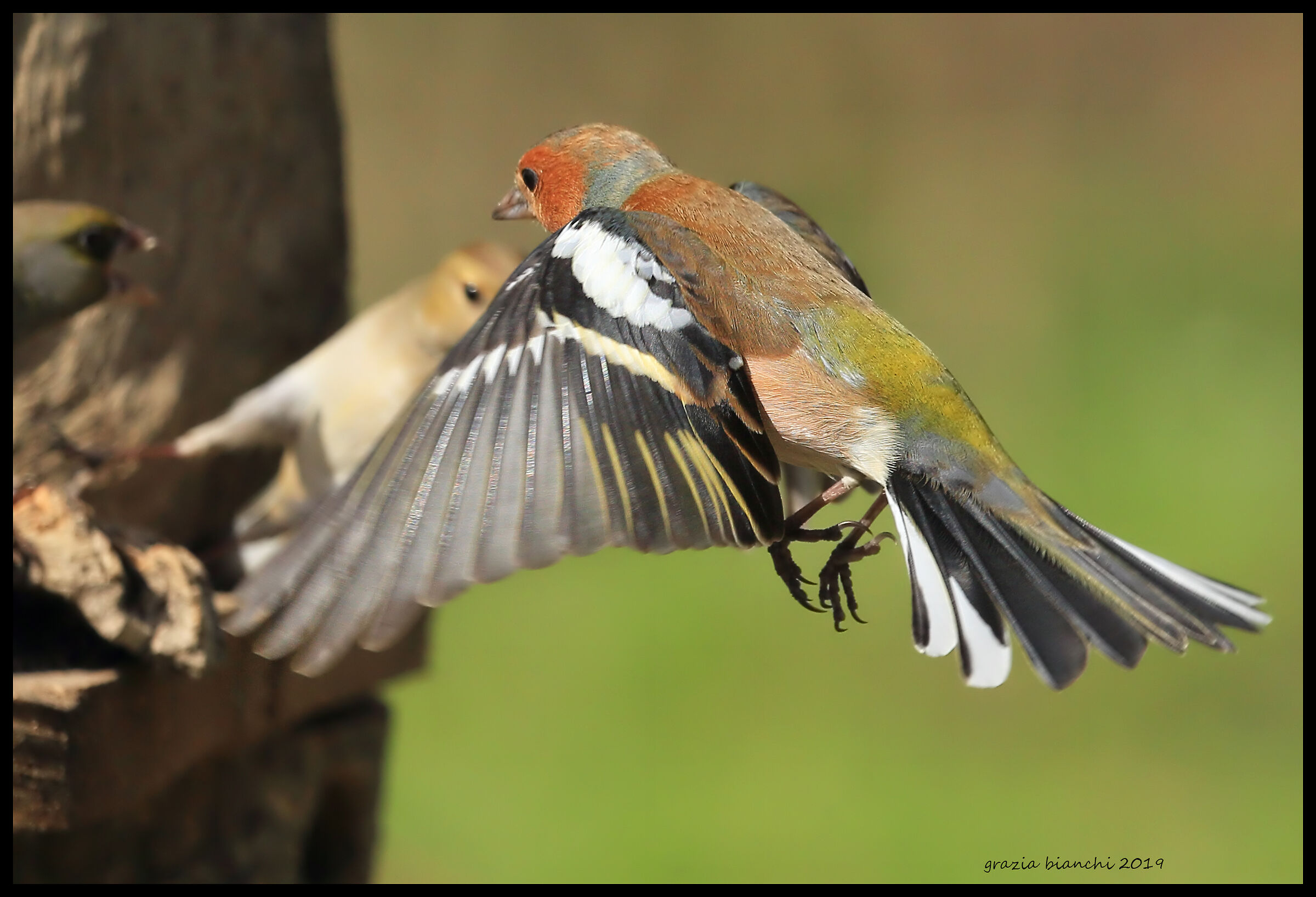 Male finches...