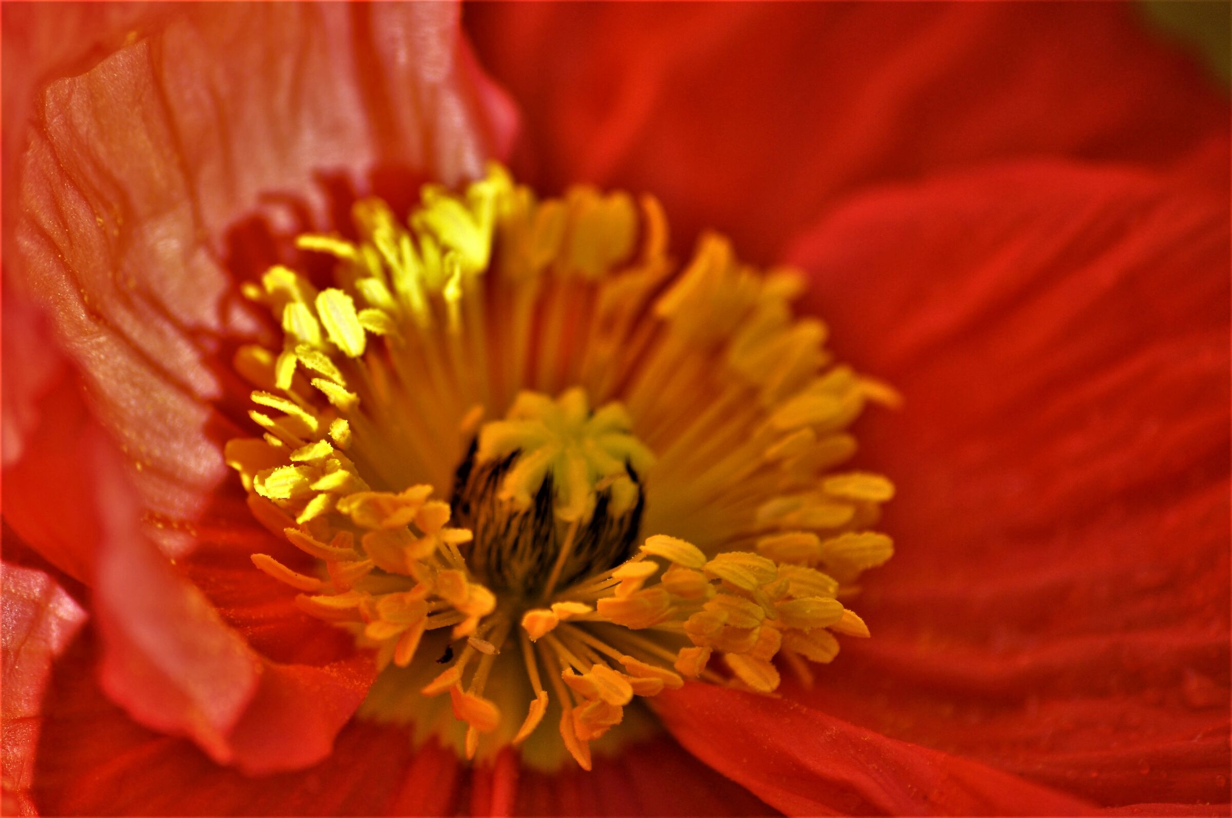 .. Inside a flower......