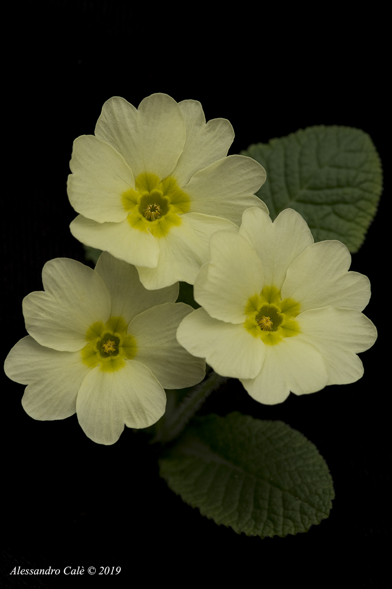Primula vulgaris (Primula comune) 8908...
