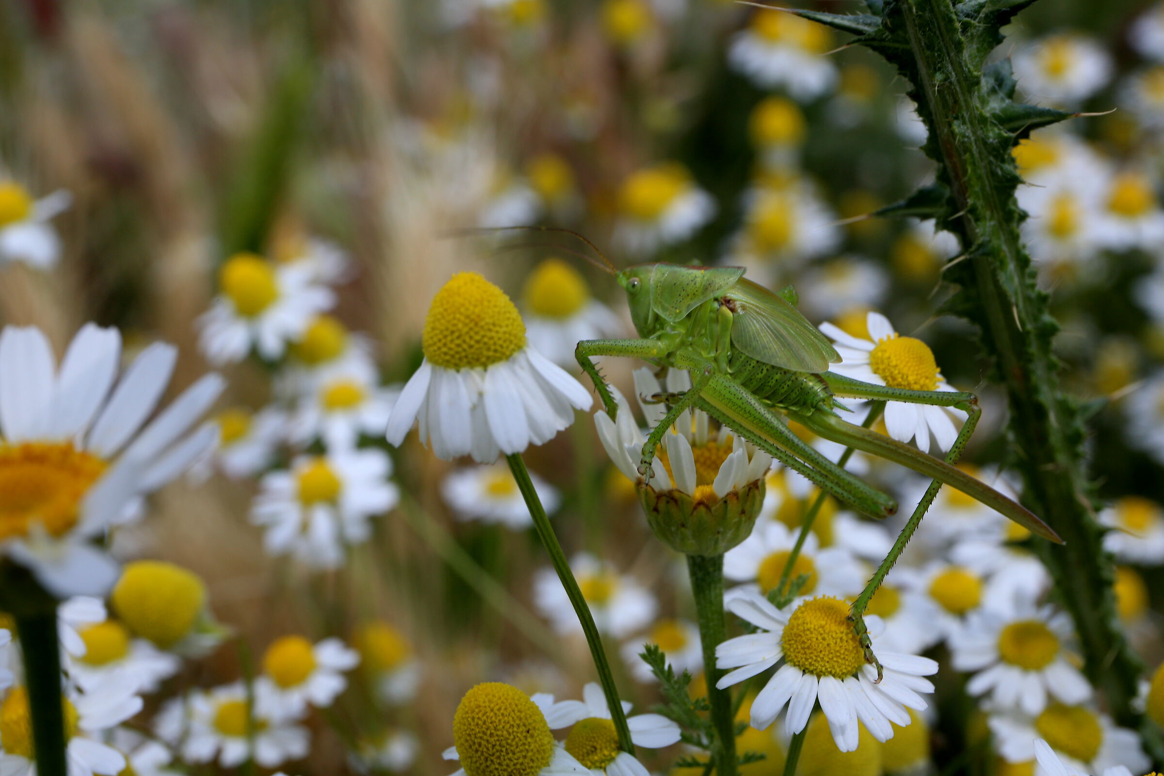 Petalosa Grasshopper...