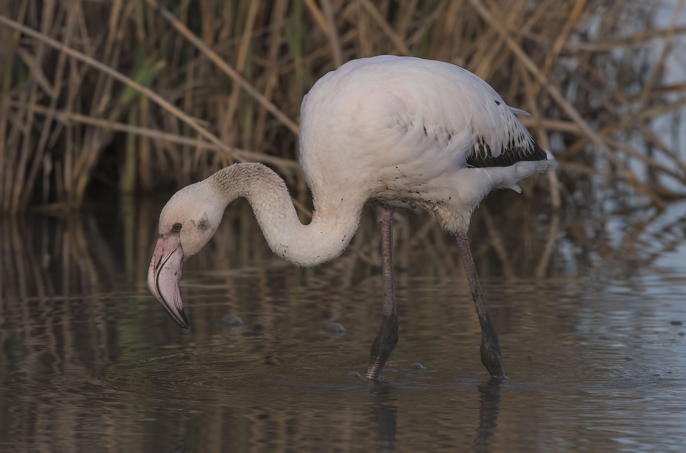 Young Flamingo...