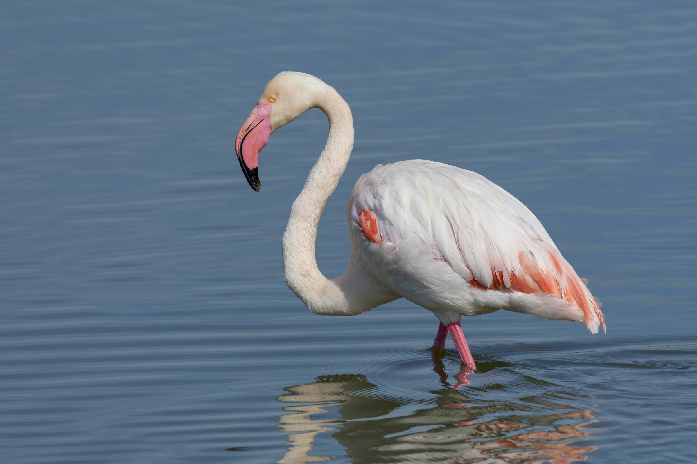 Pink Flamingo ...