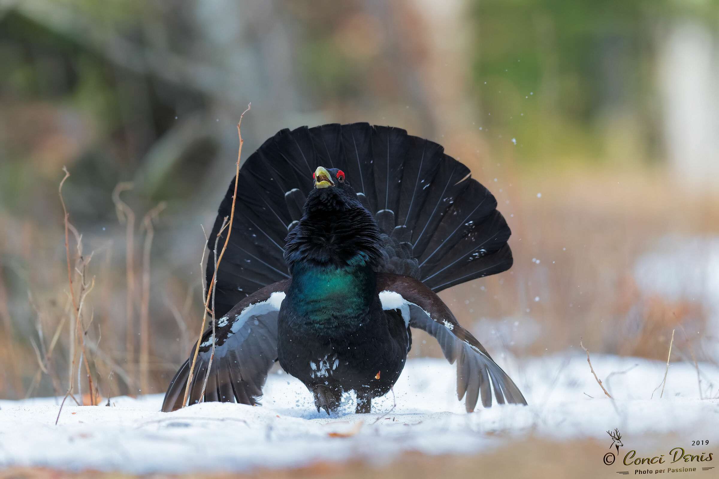 Incoming Capercaillie!!!...