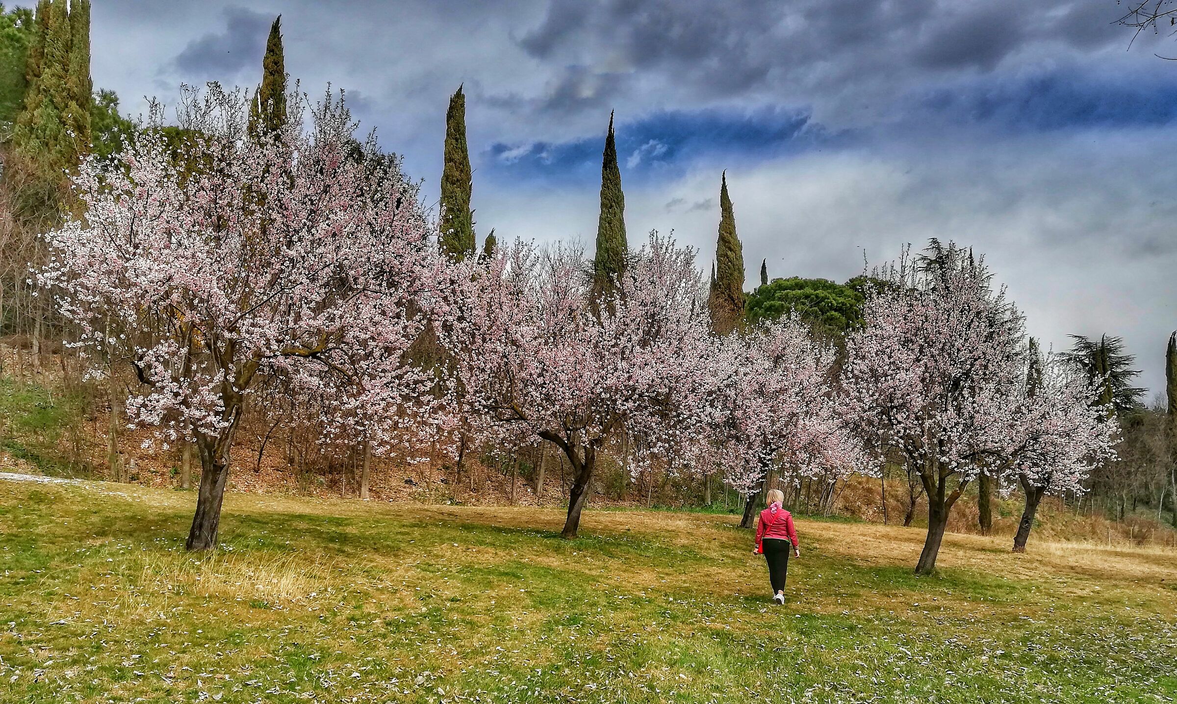 The Almond Trees...