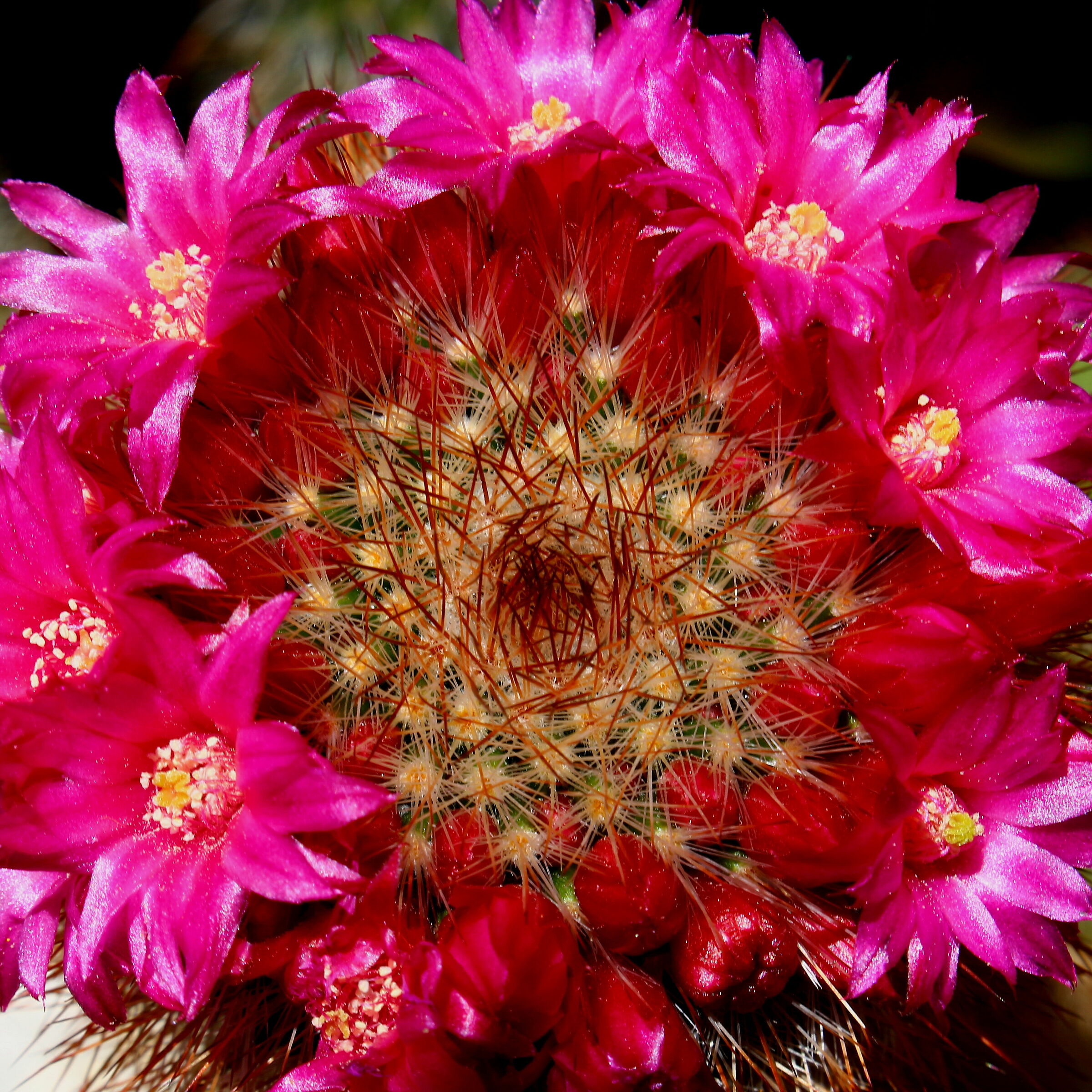 Flower Of Cactus (2)...