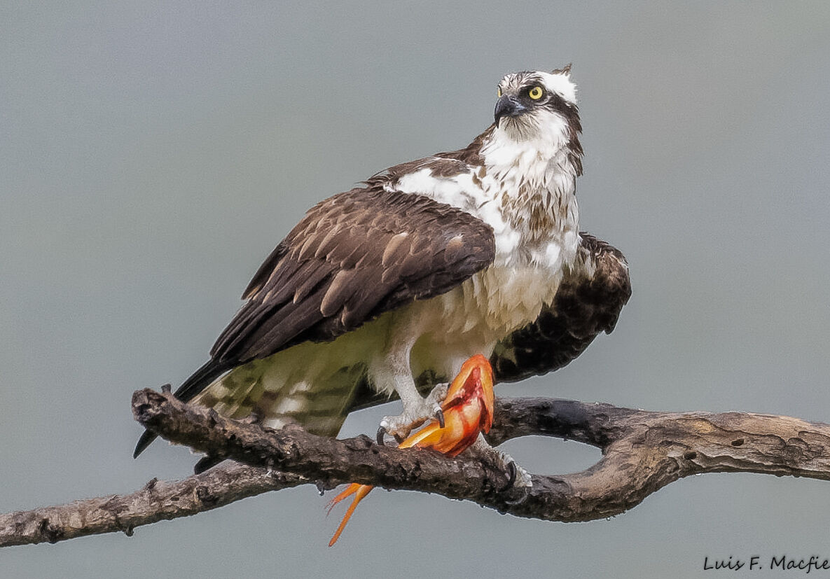 Osprey / Falco Pescatore / Pandion haliaetus...