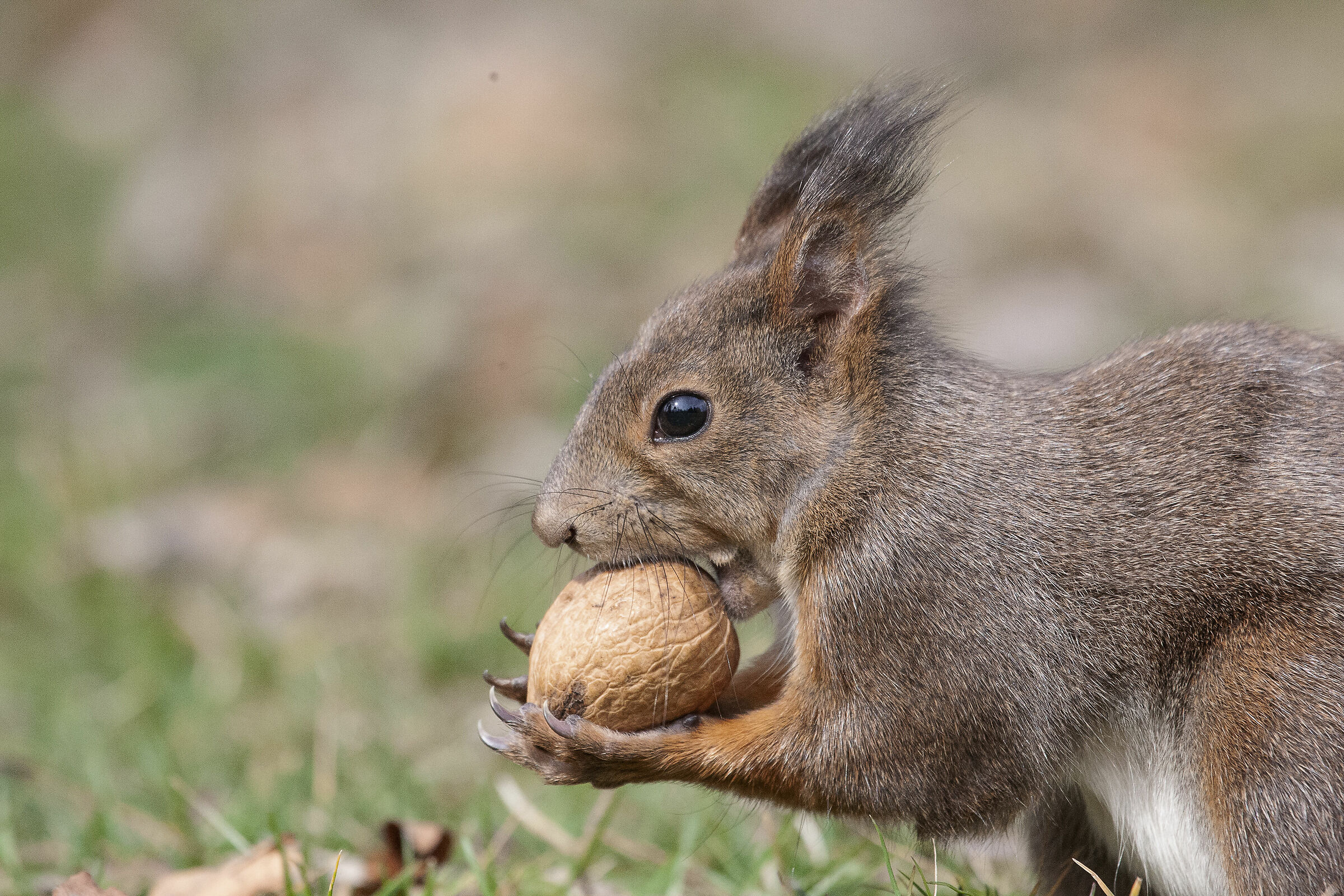 Squirrel with Walnut...