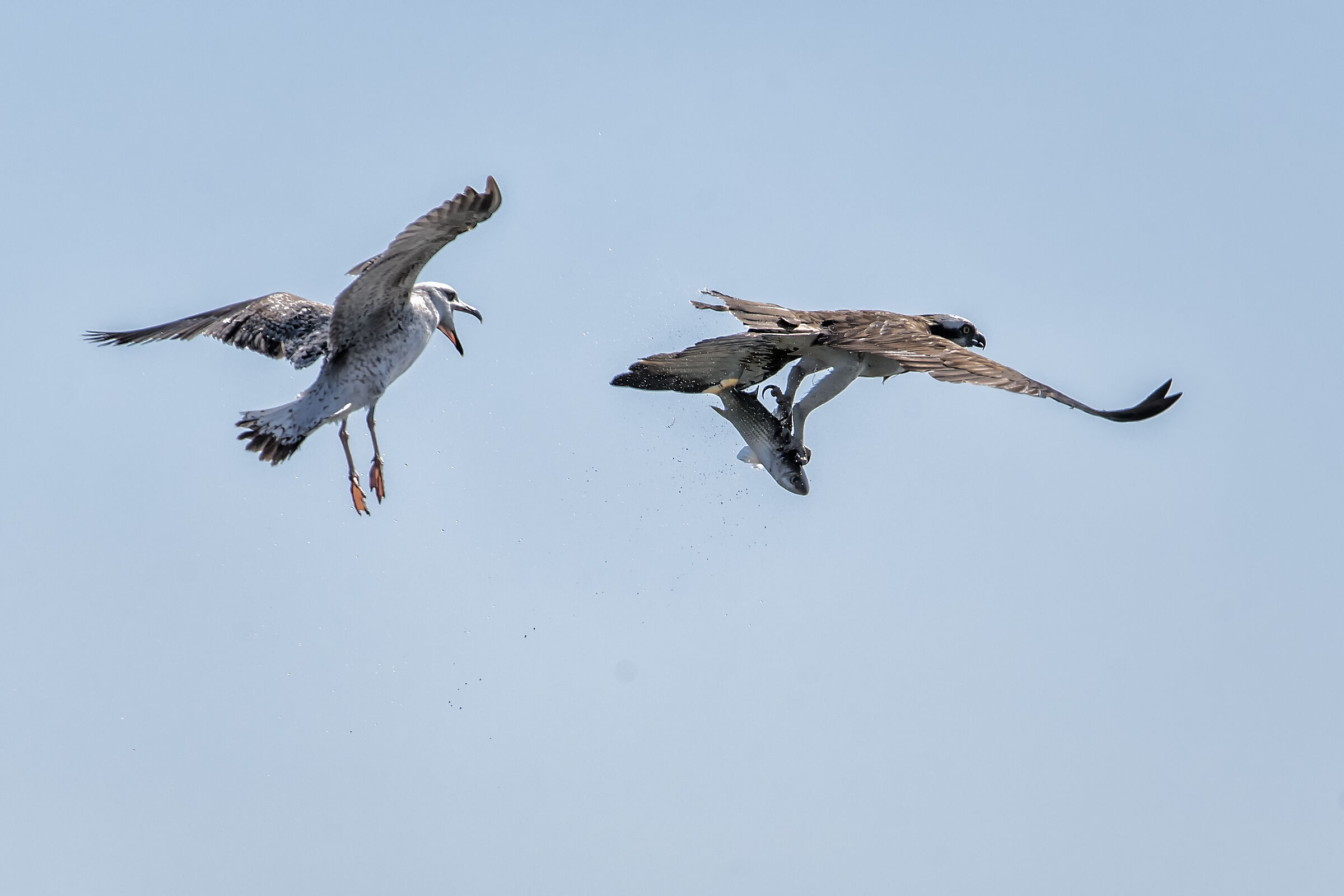 Osprey VS Seagull ...