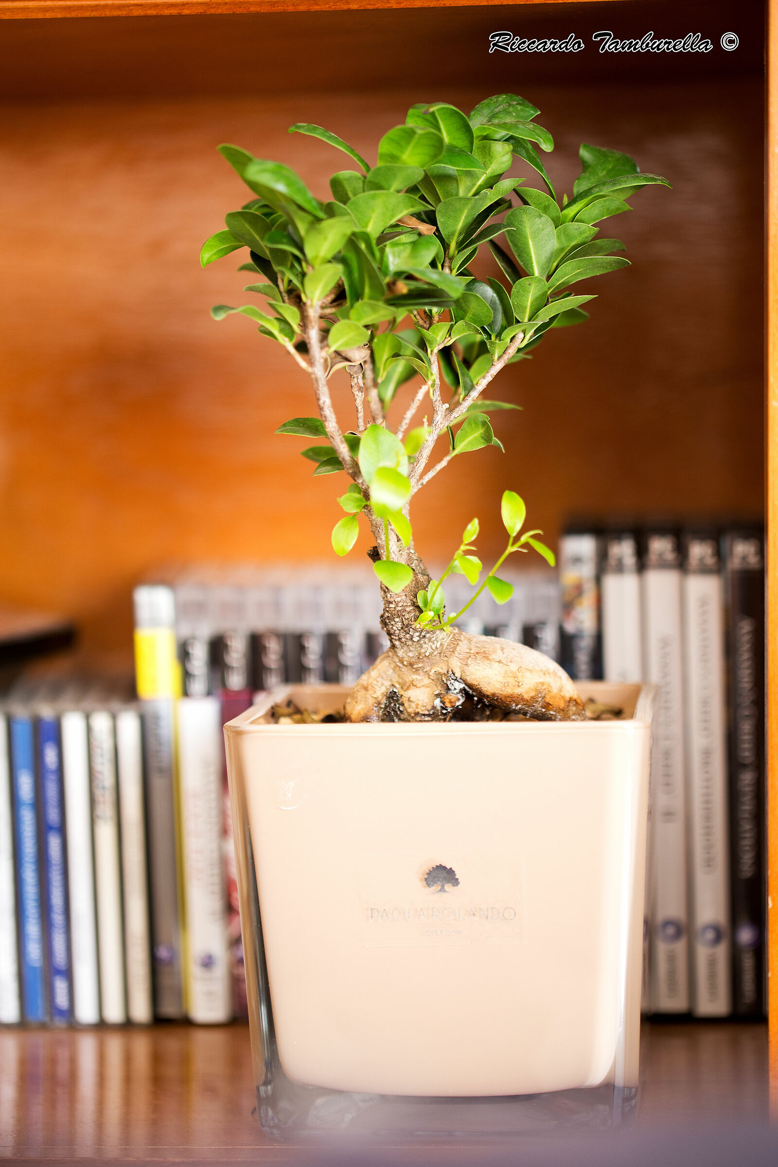 My bonsai...