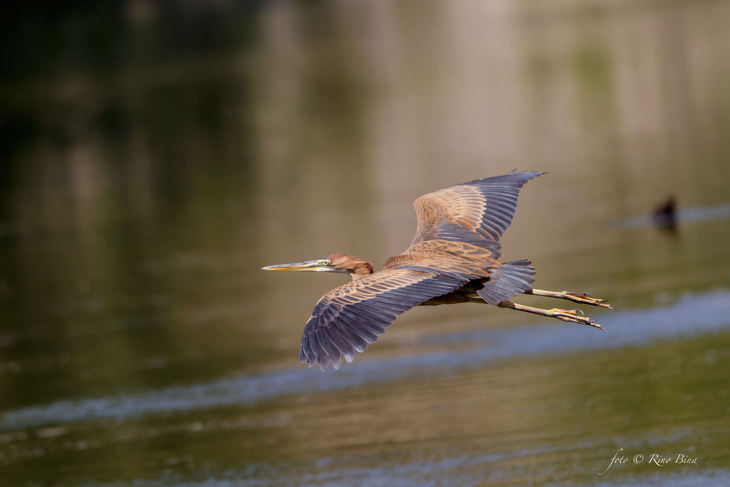 Red Heron...