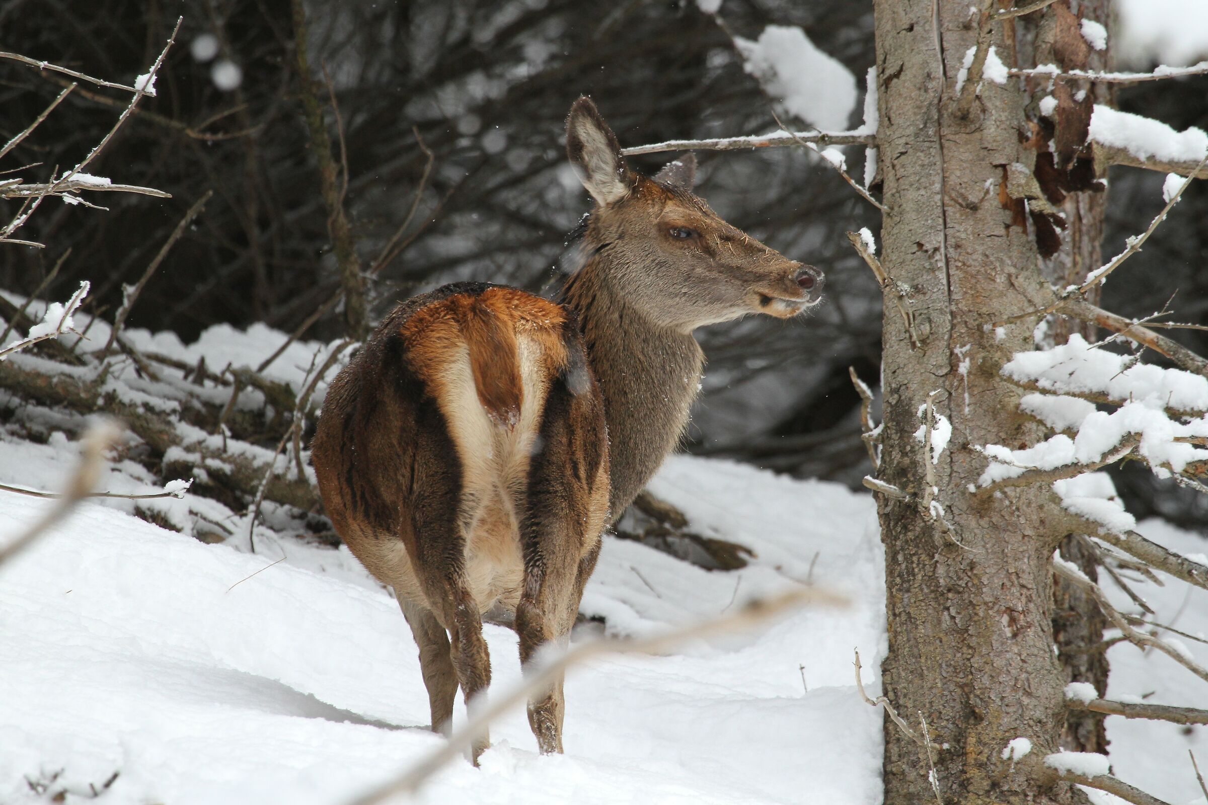 Deer Female...