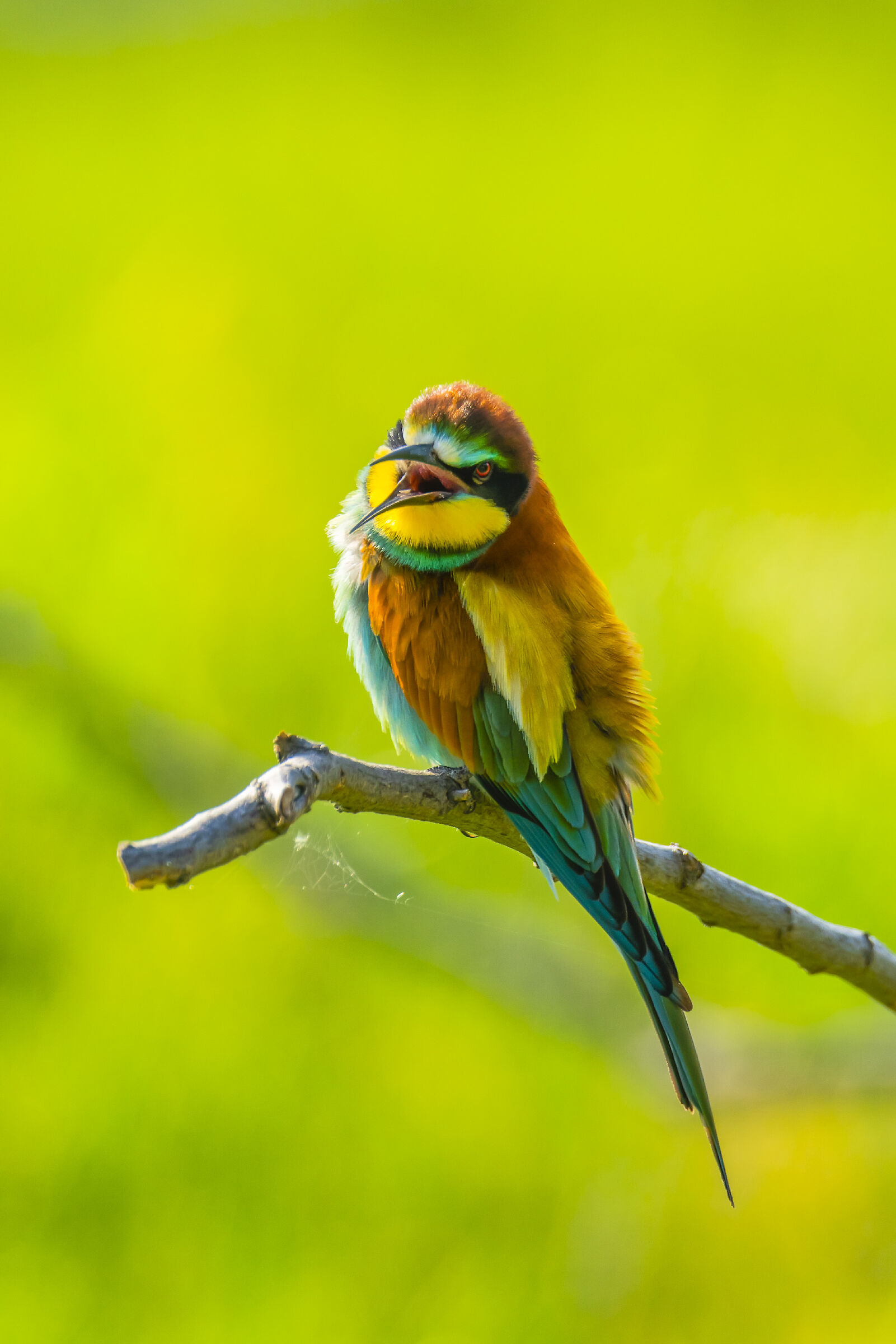 Angry Bee-eater...