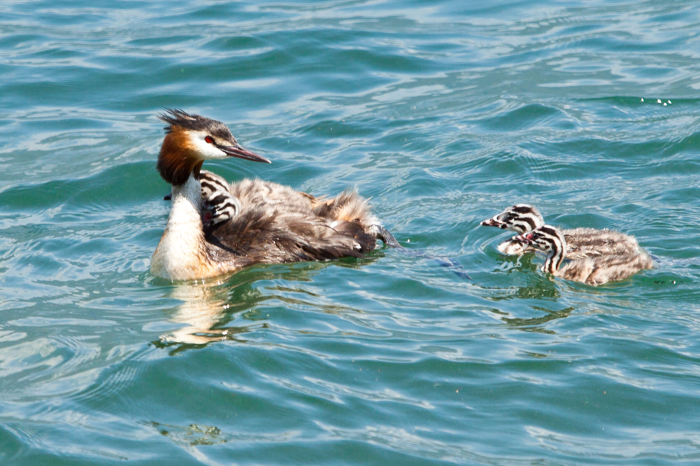 Major Crested Grebe and offspring...