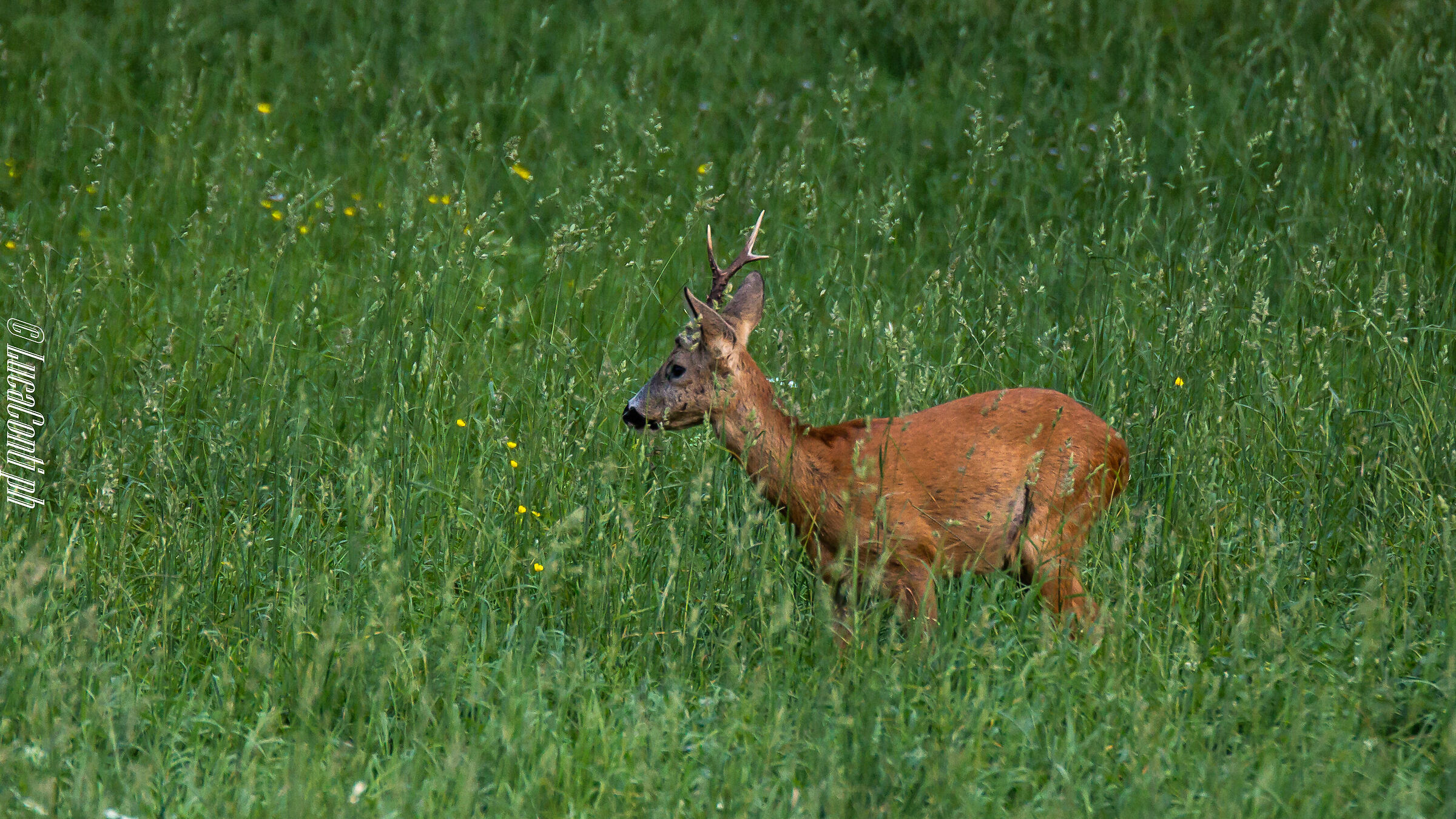 Male roe deer with a single stanga (Valsassina)...
