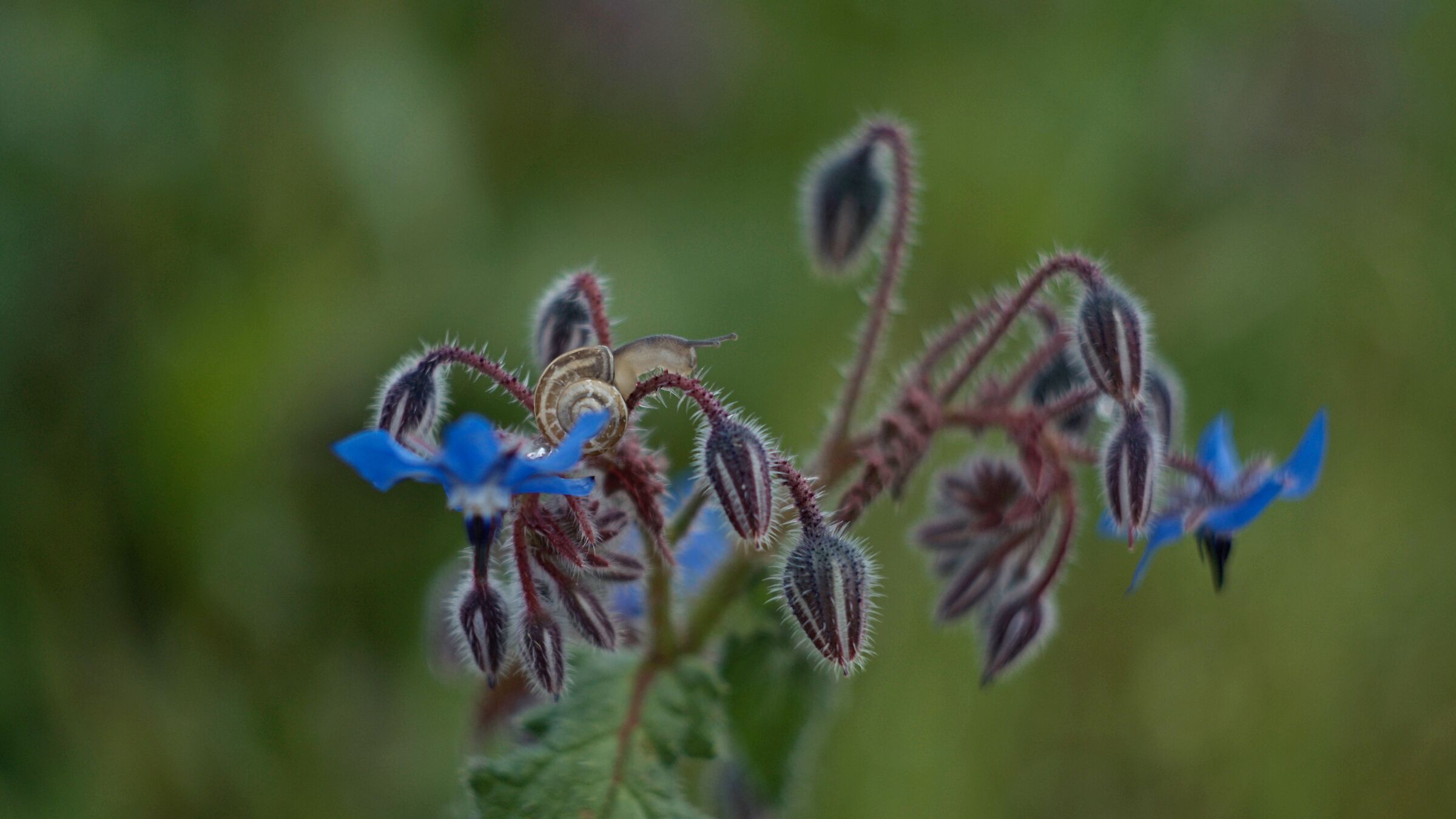 Borage and Snail...