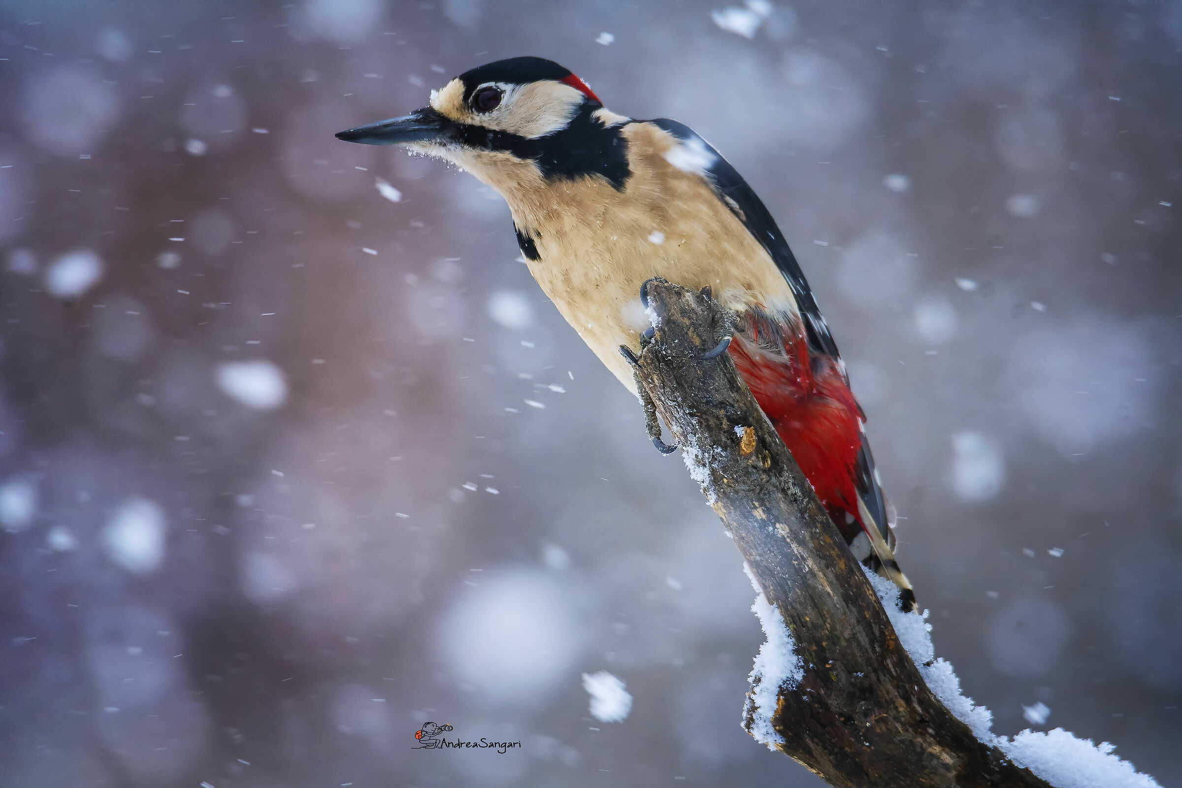 The red woodpeckers in the storm...
