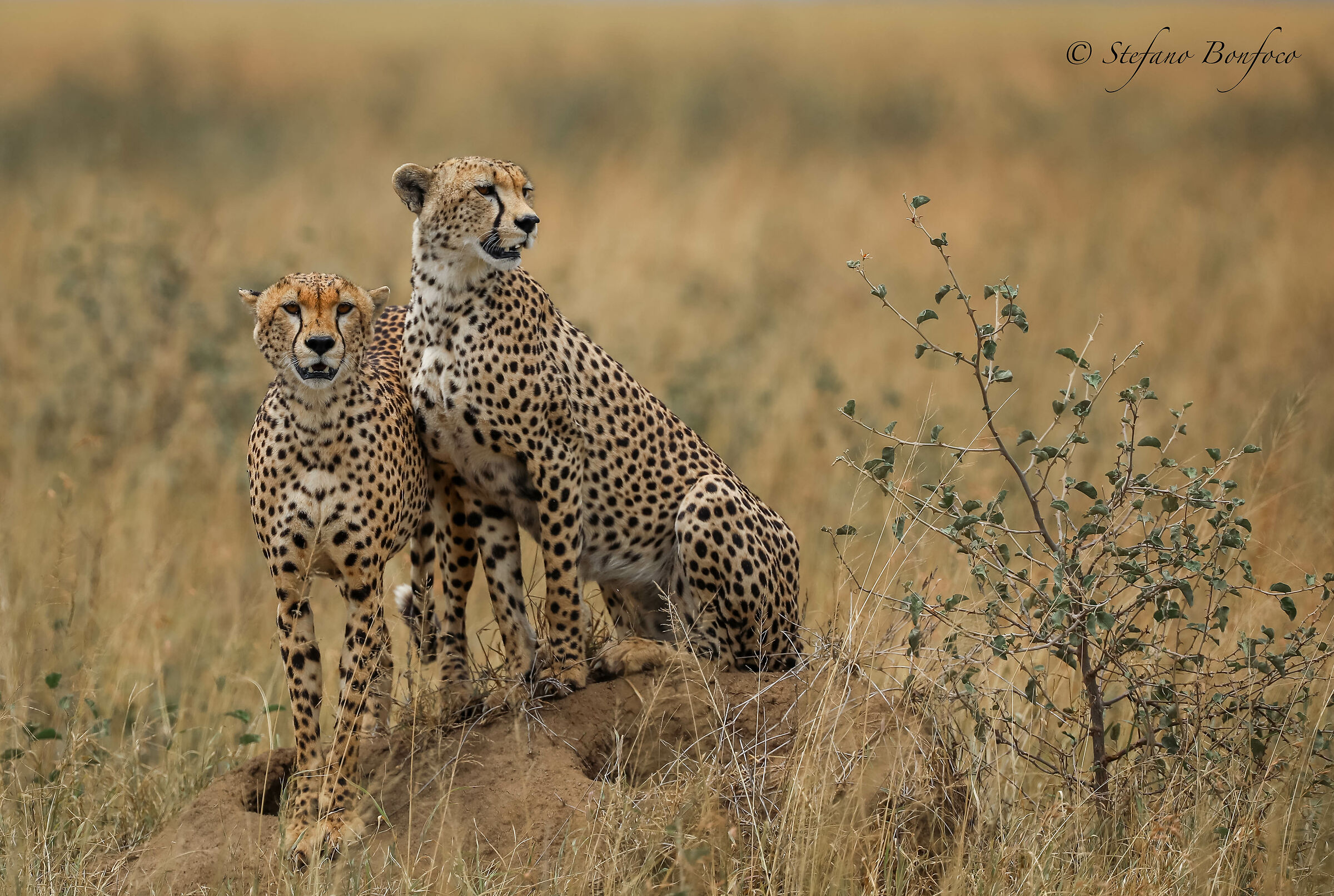 Cheetahs (Acinonyx jubatus) in hunting...