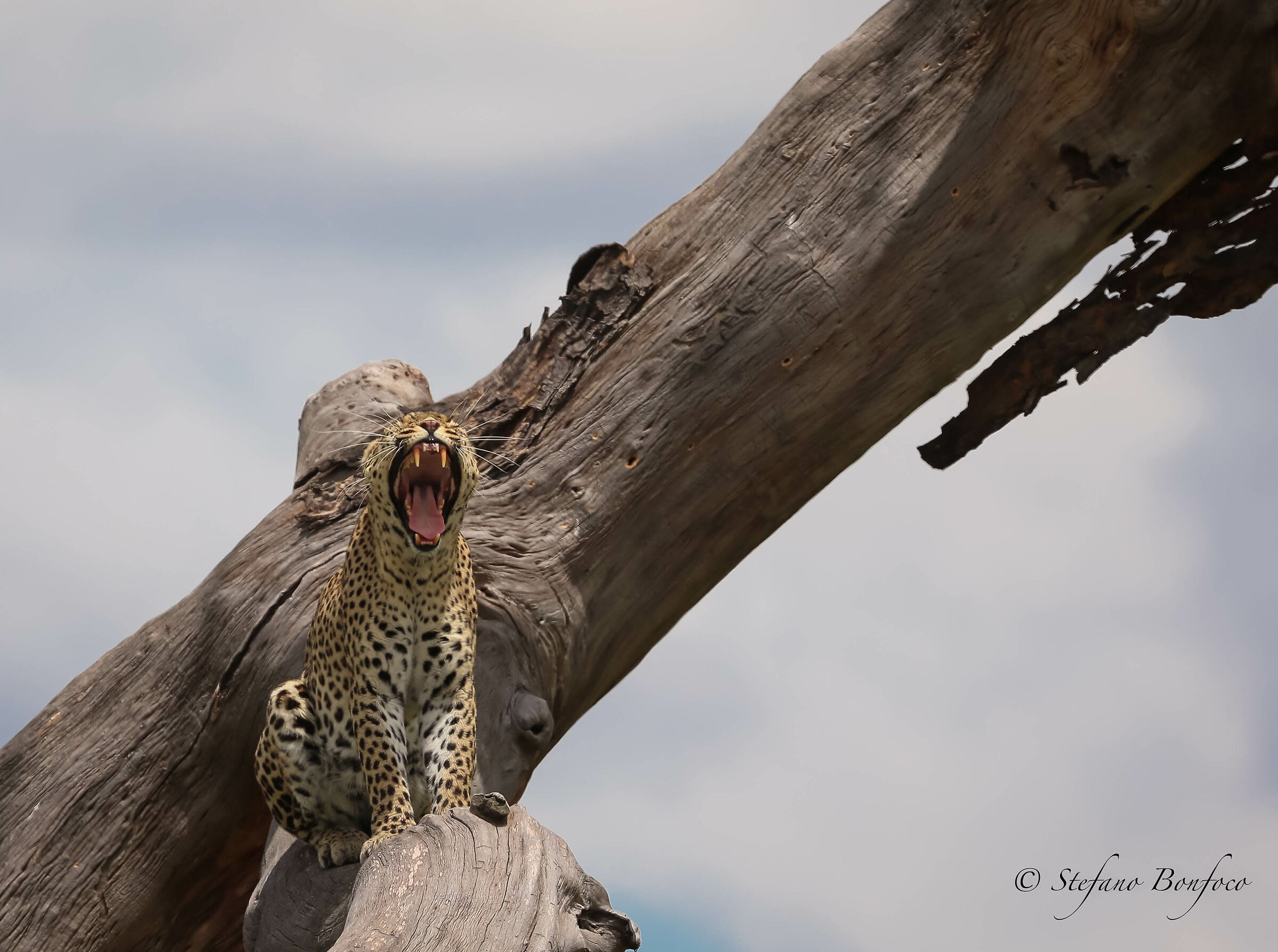 Leopardo (Panthera pardus)...