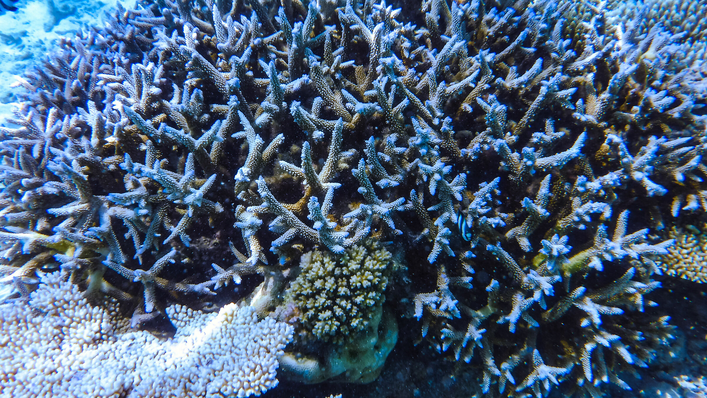 Rannalhi - La barriera corallina...