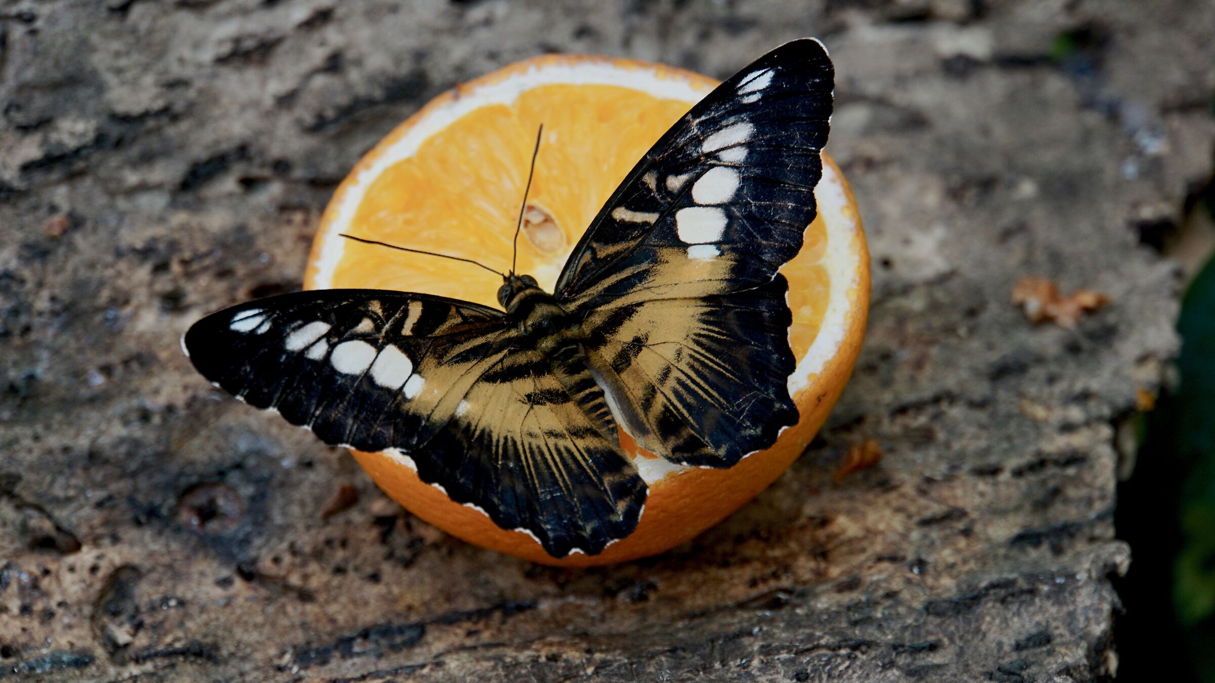 Butterfly Orange...