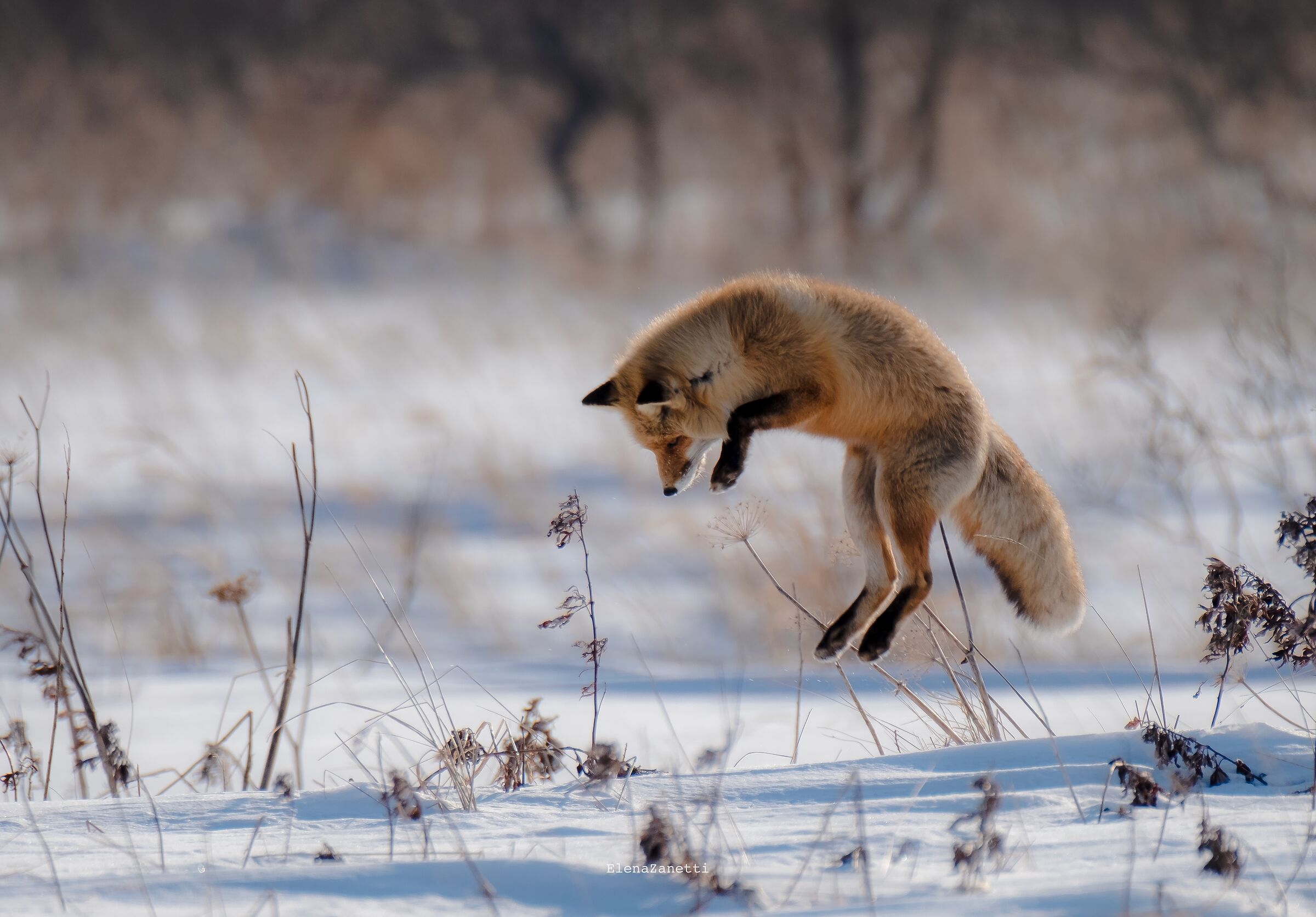 Fox hunting...