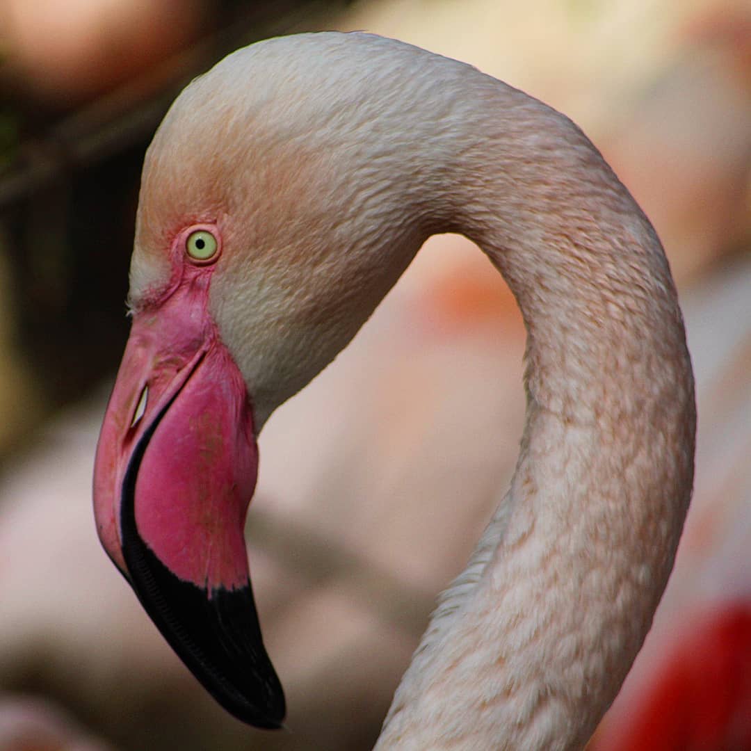 Flamingo ...