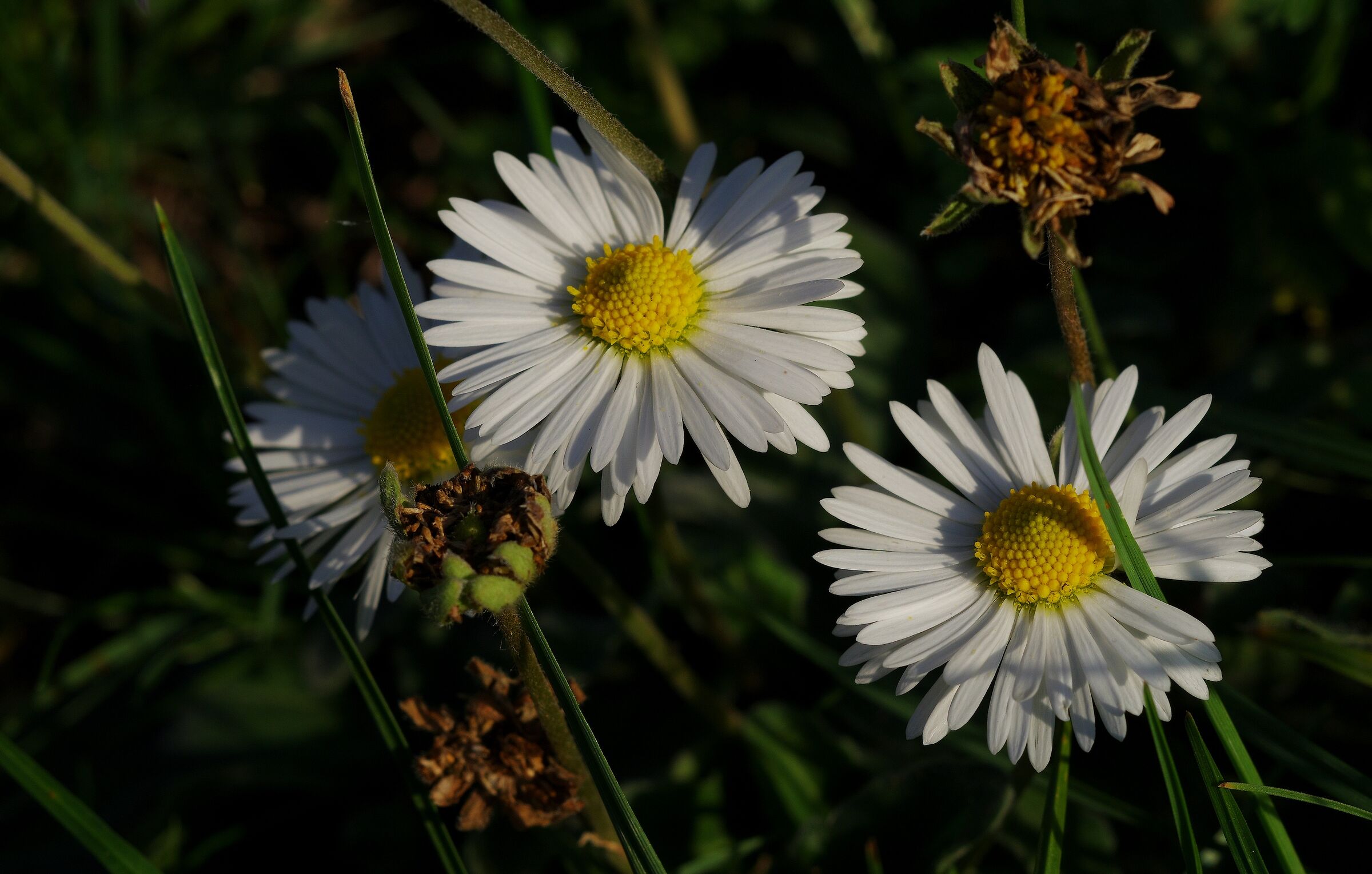The Daisies...