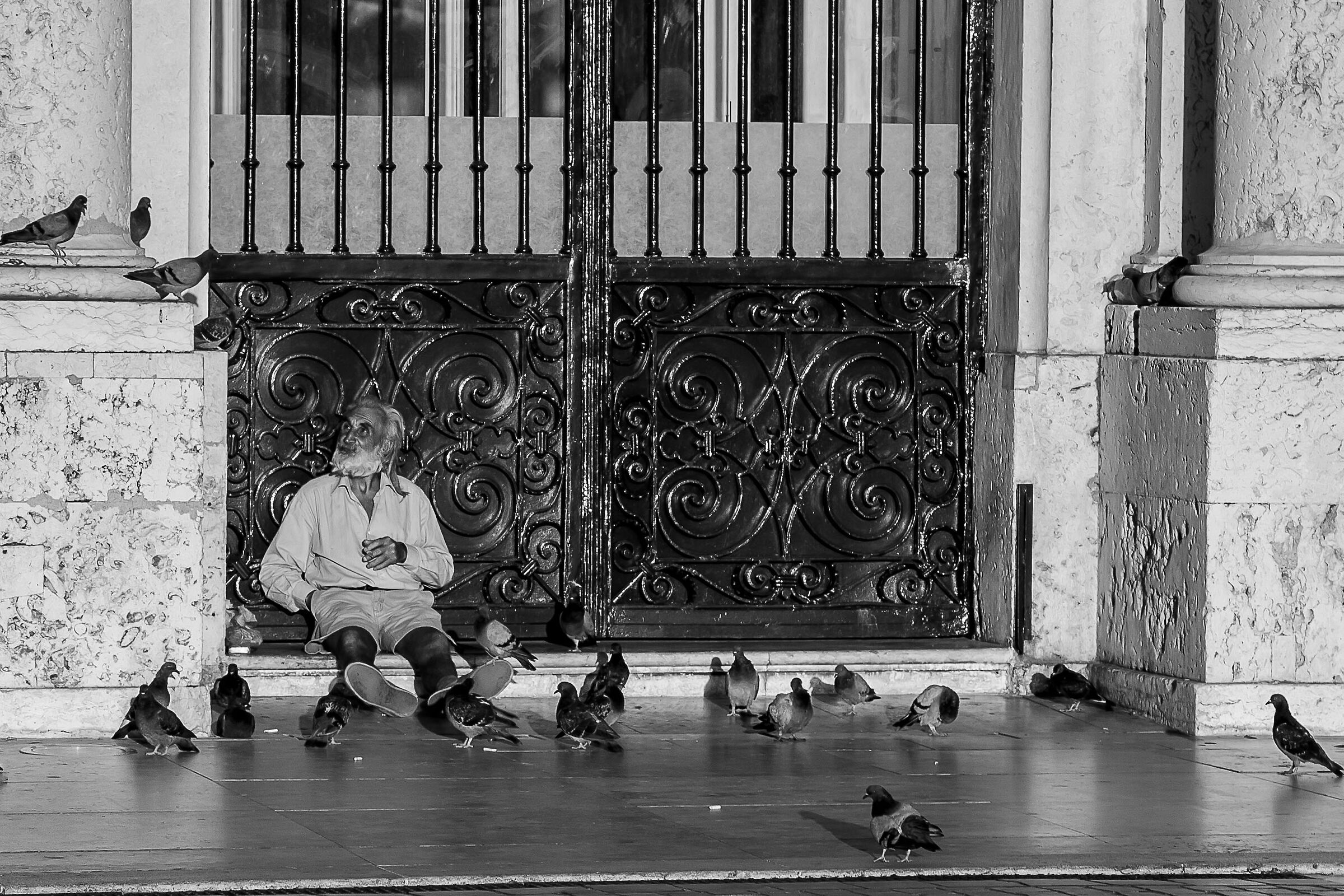 The man who whispers to the pigeons....