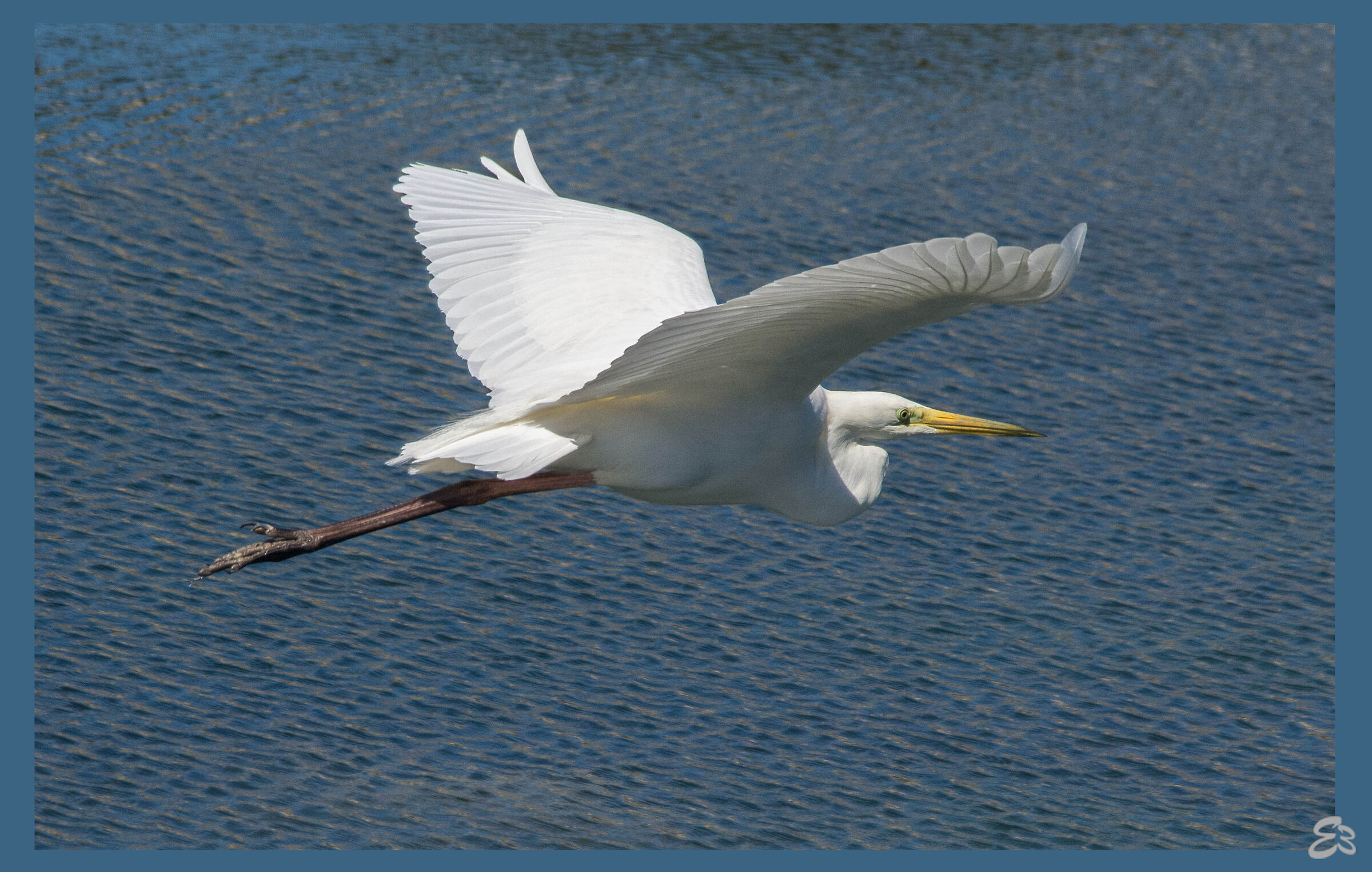 The gift of flight-greater white heron...